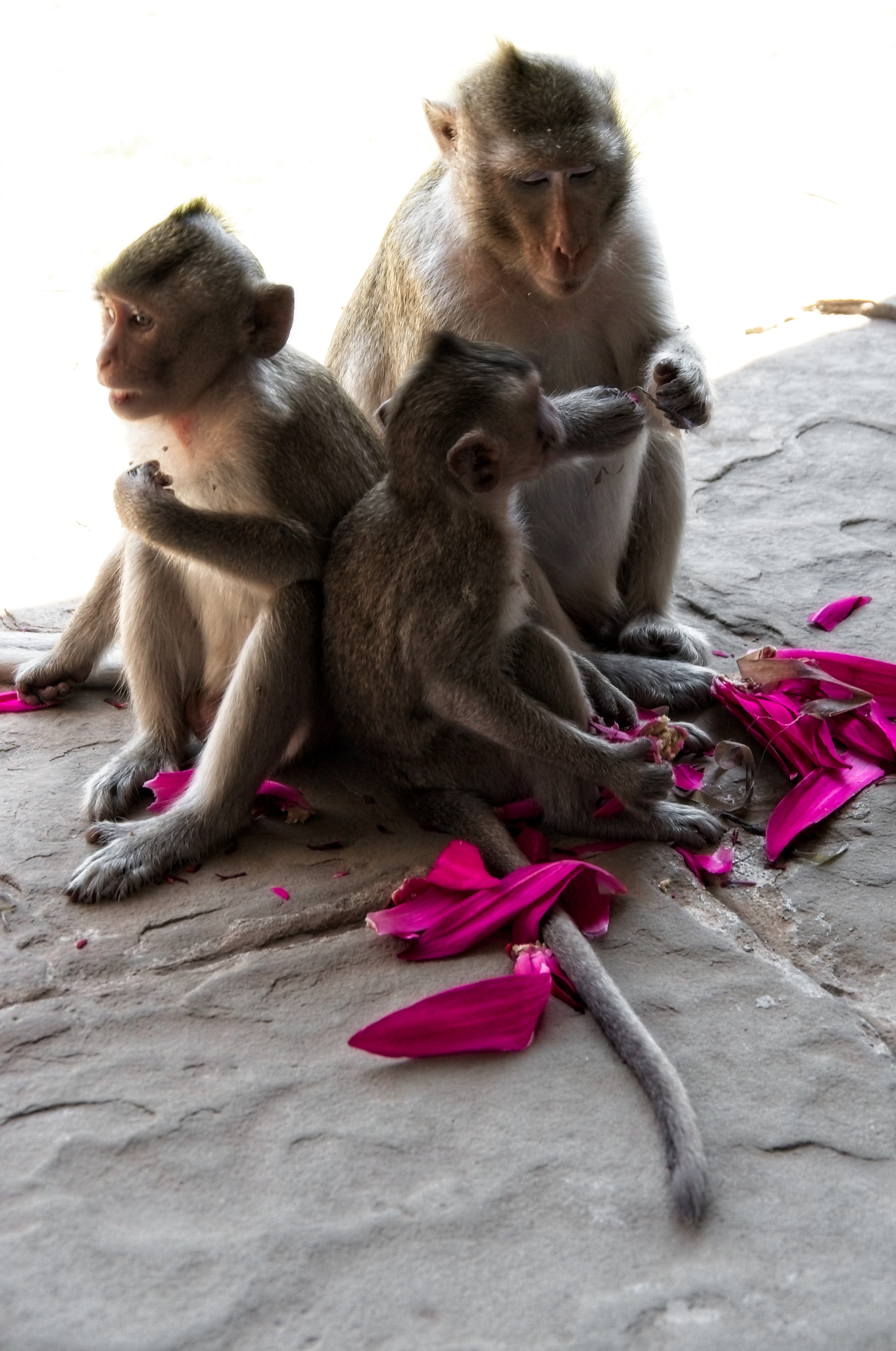 residents in Angkor Wat