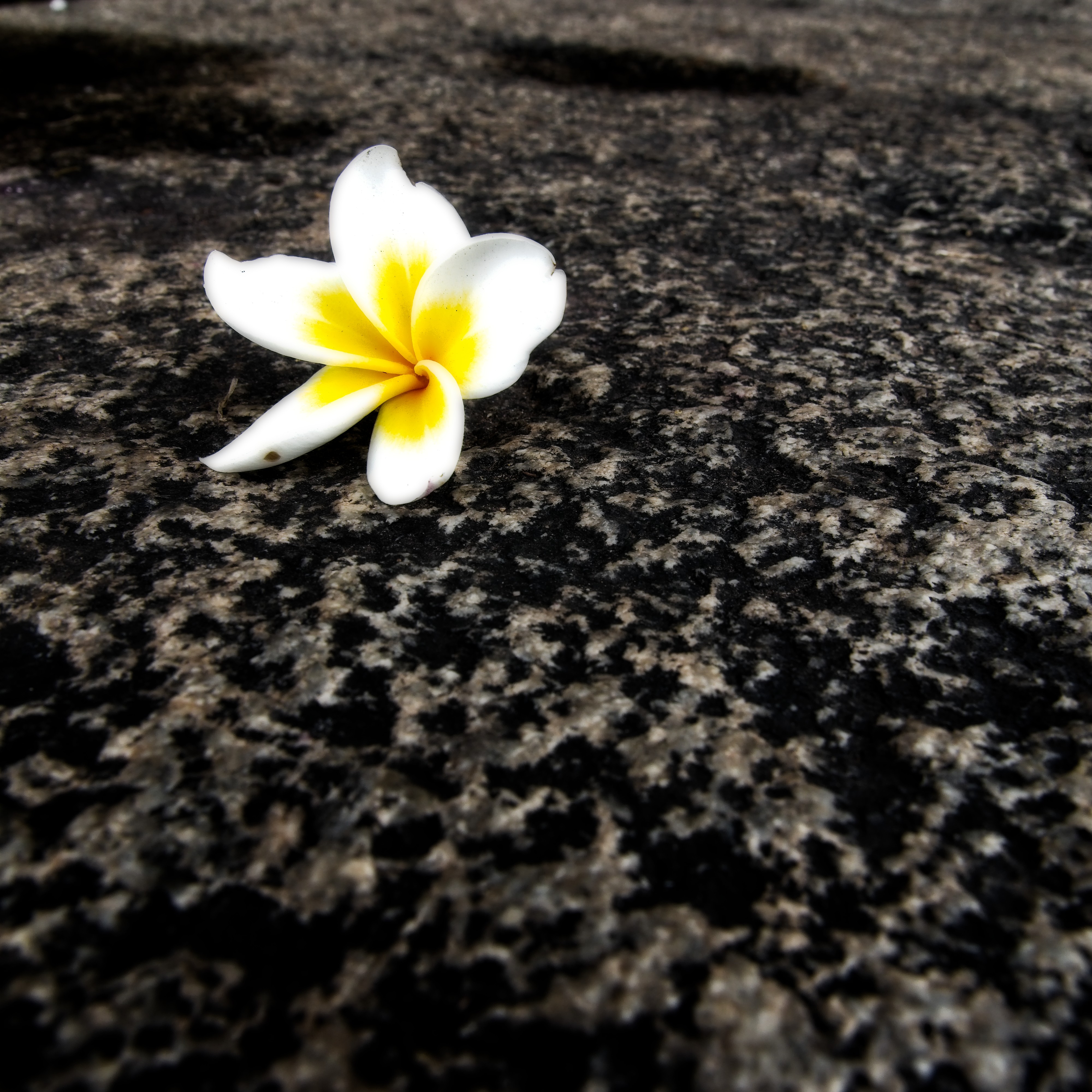 Frangipani flower on granite, Hampi, India