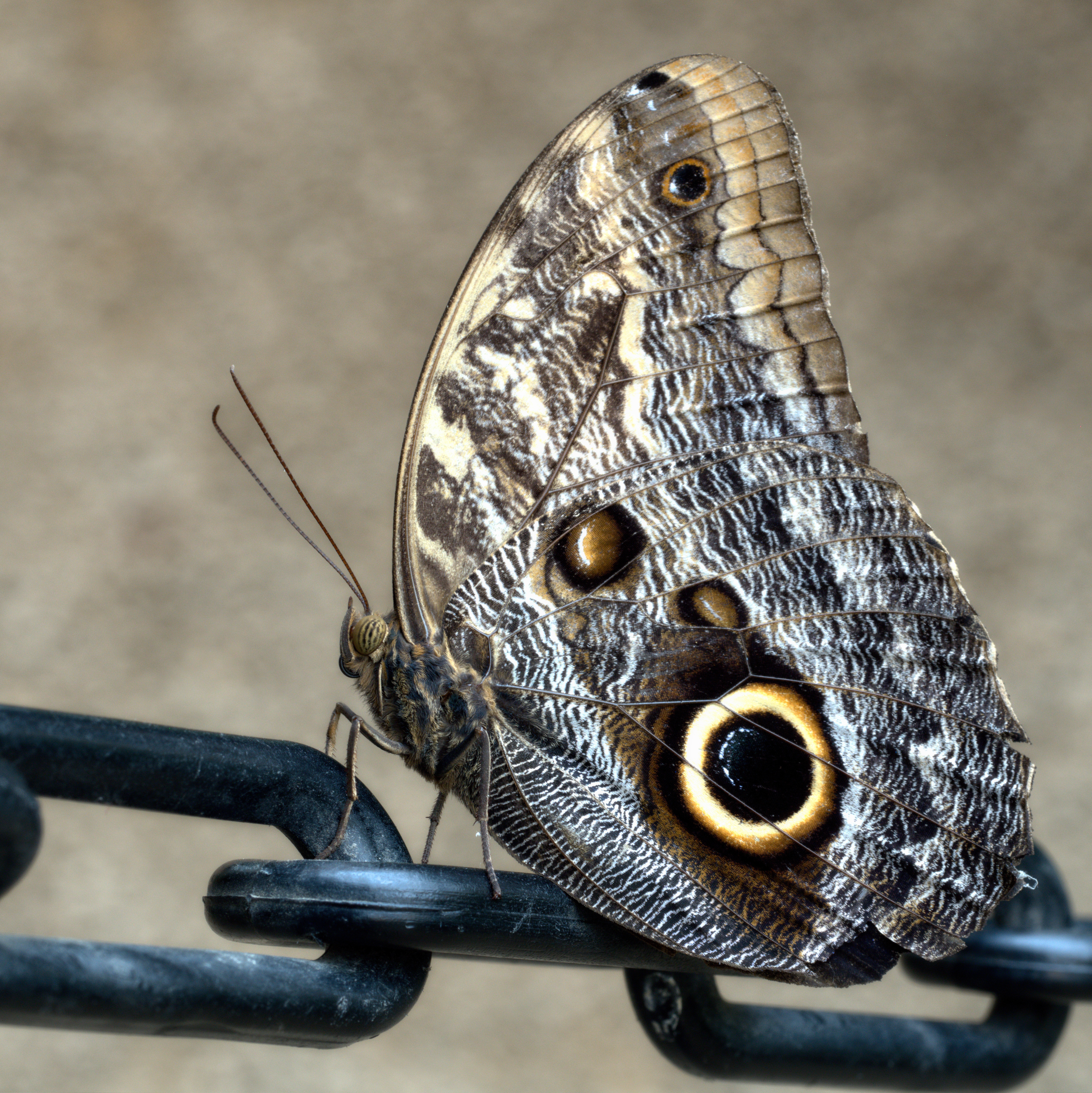 common owl (caligo eurilochus), Sayn, Germany