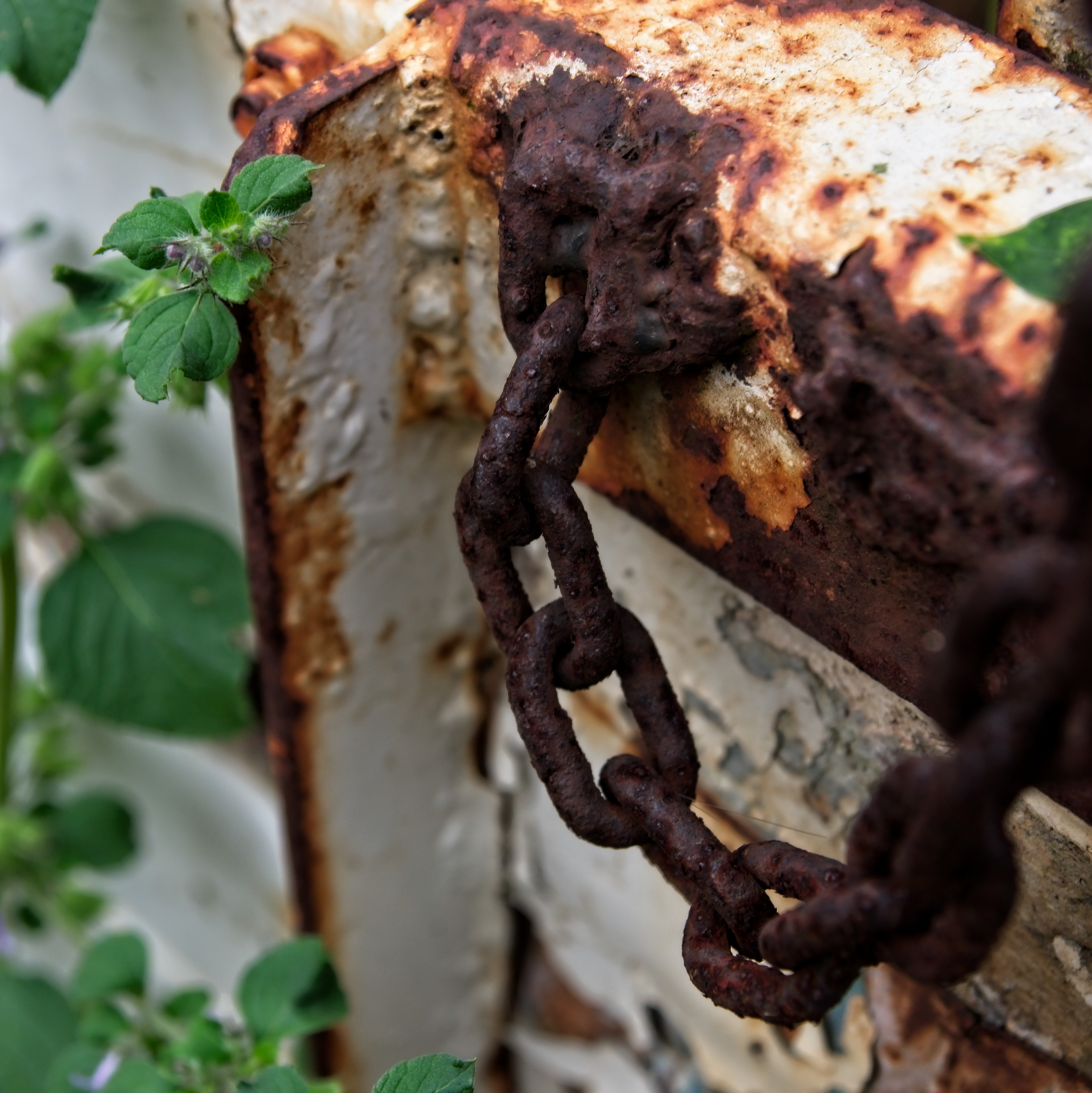 seen in Kerala, India