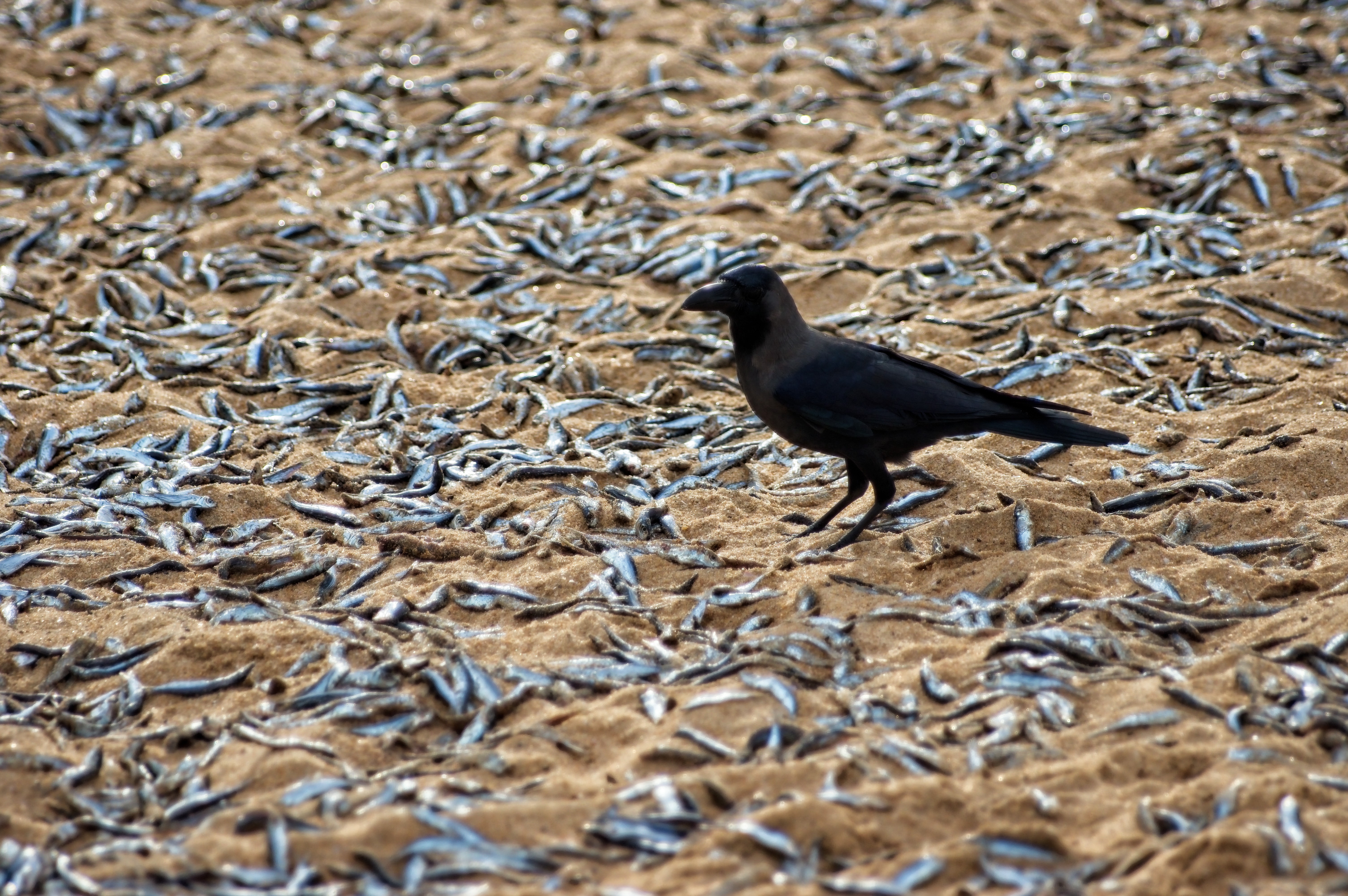 Kappil beach, Kerala, India