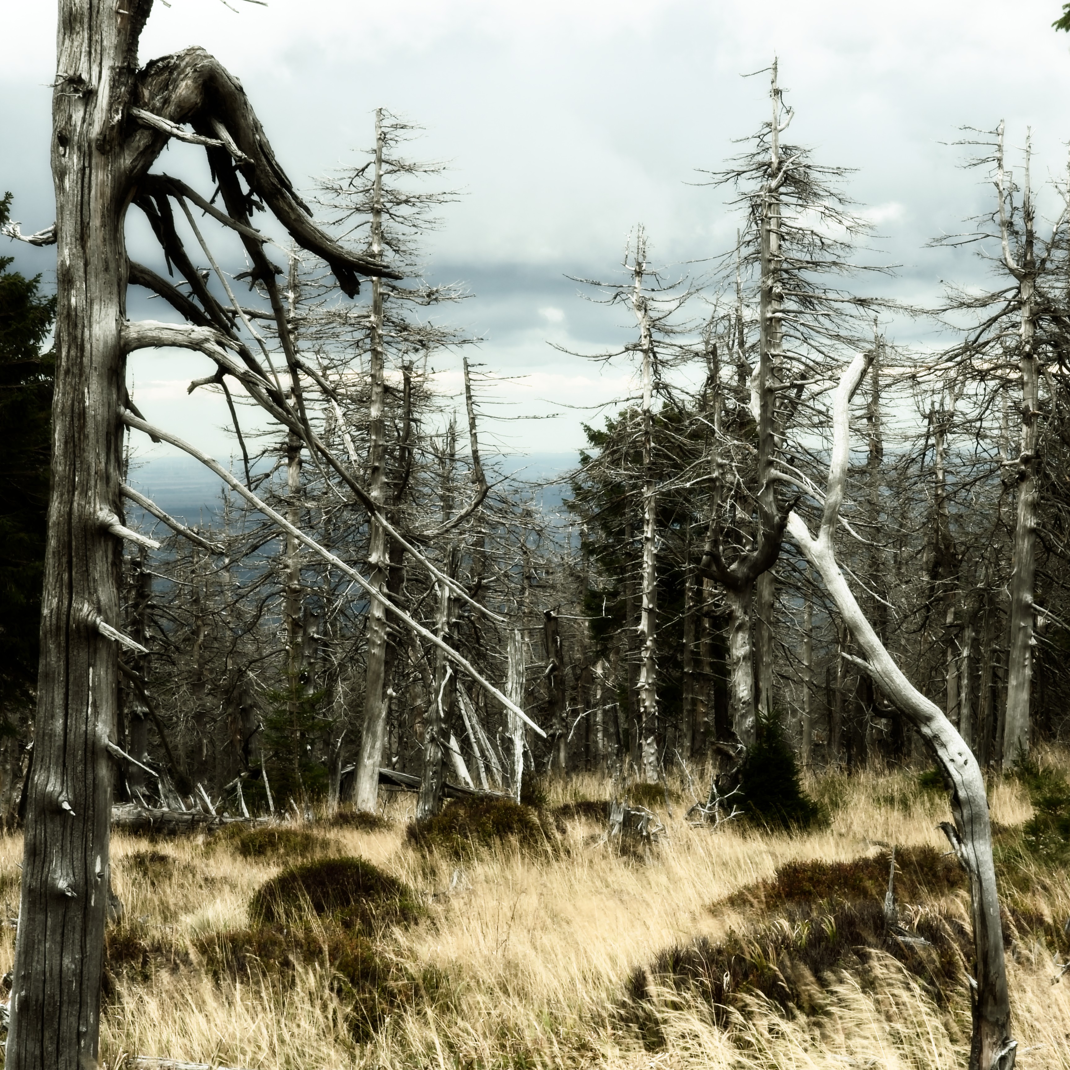victims of drought and bark beetles, Brocken, Germany (2020)