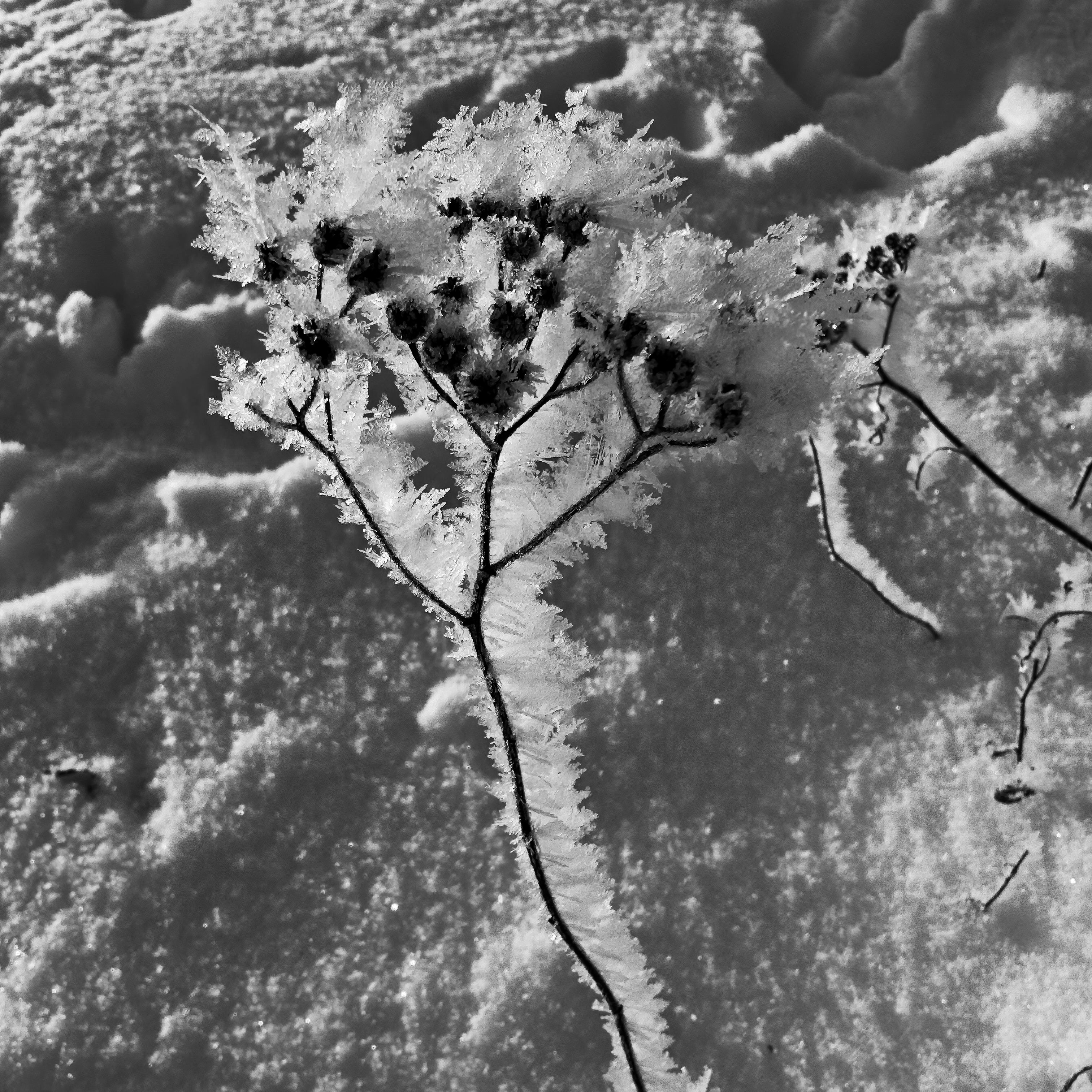 ice crystals grown during a foggy night with a temperature drop to minus 13 °C