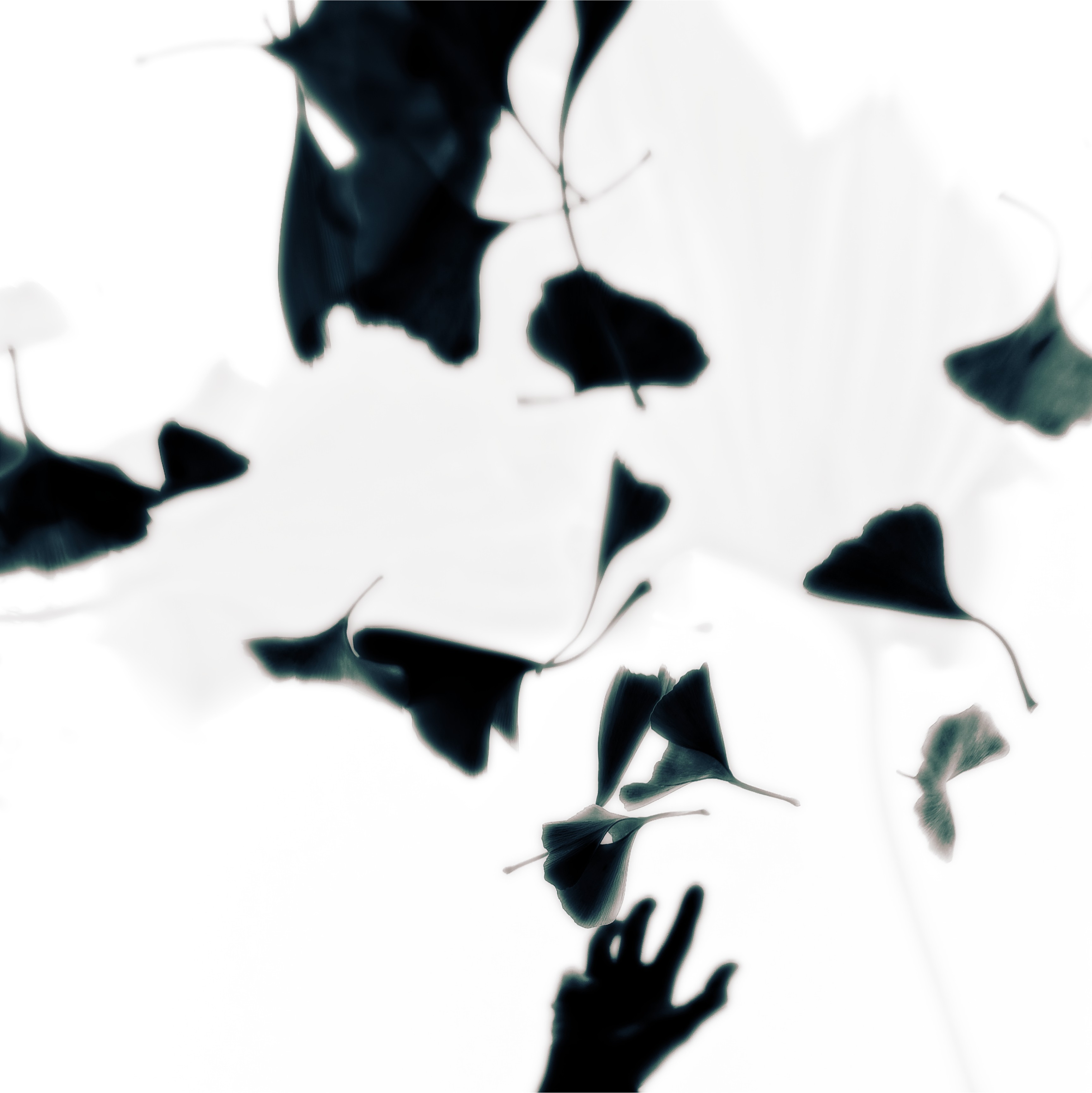 falling gingko leaves