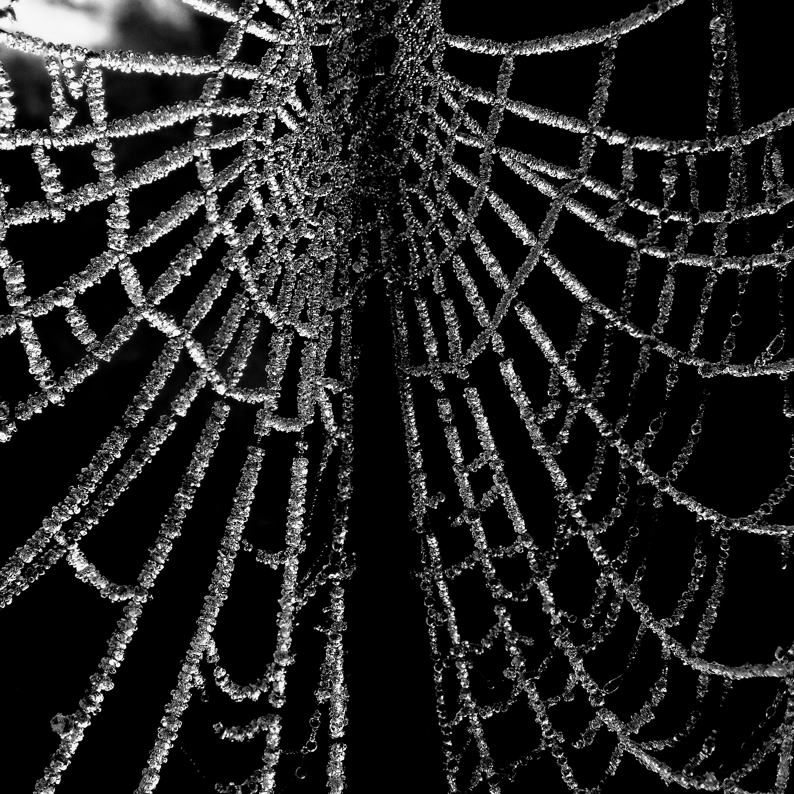 grown in a misty freezing night