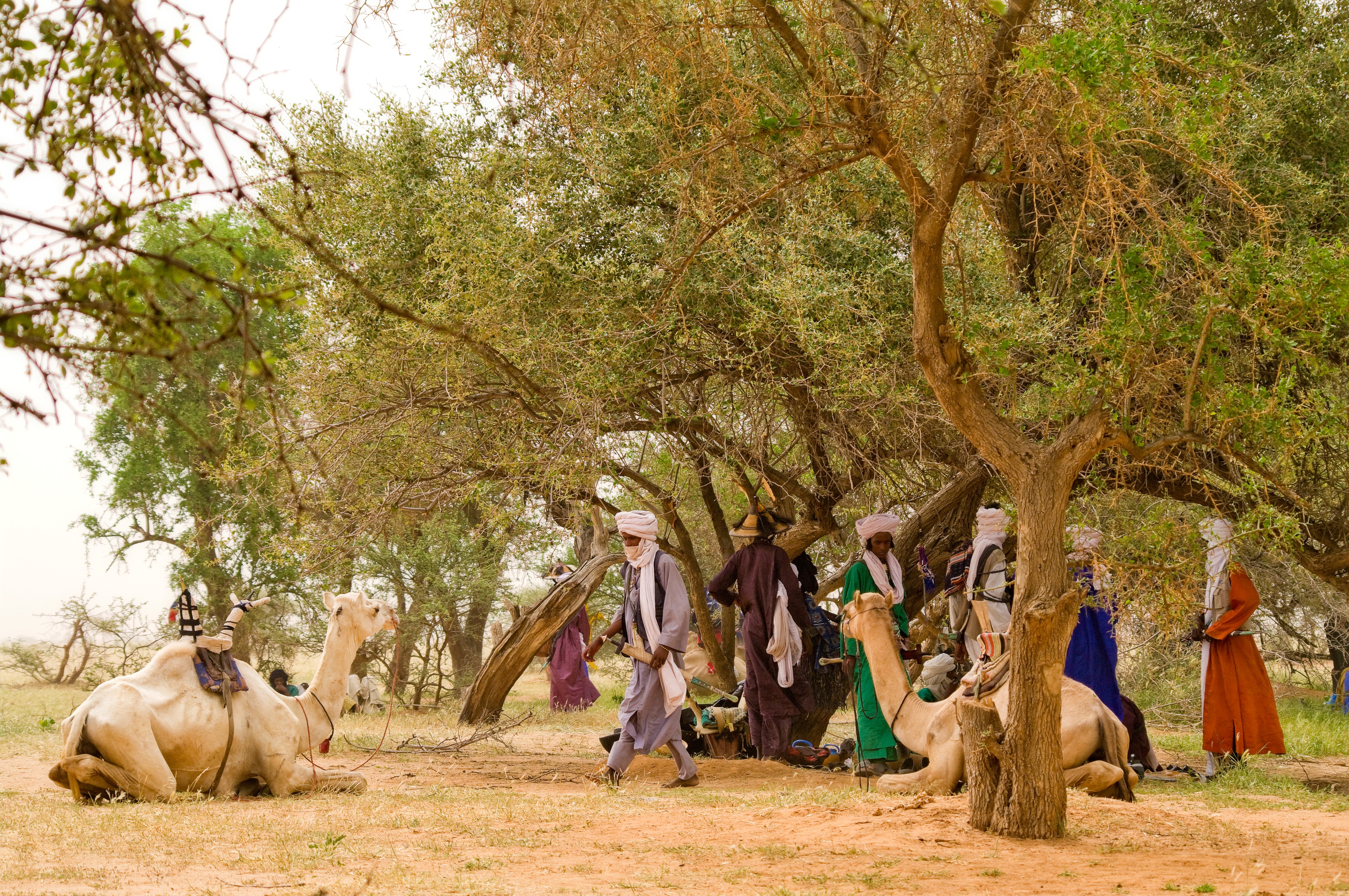 Wodabees’ Guérewol festivity, 2009