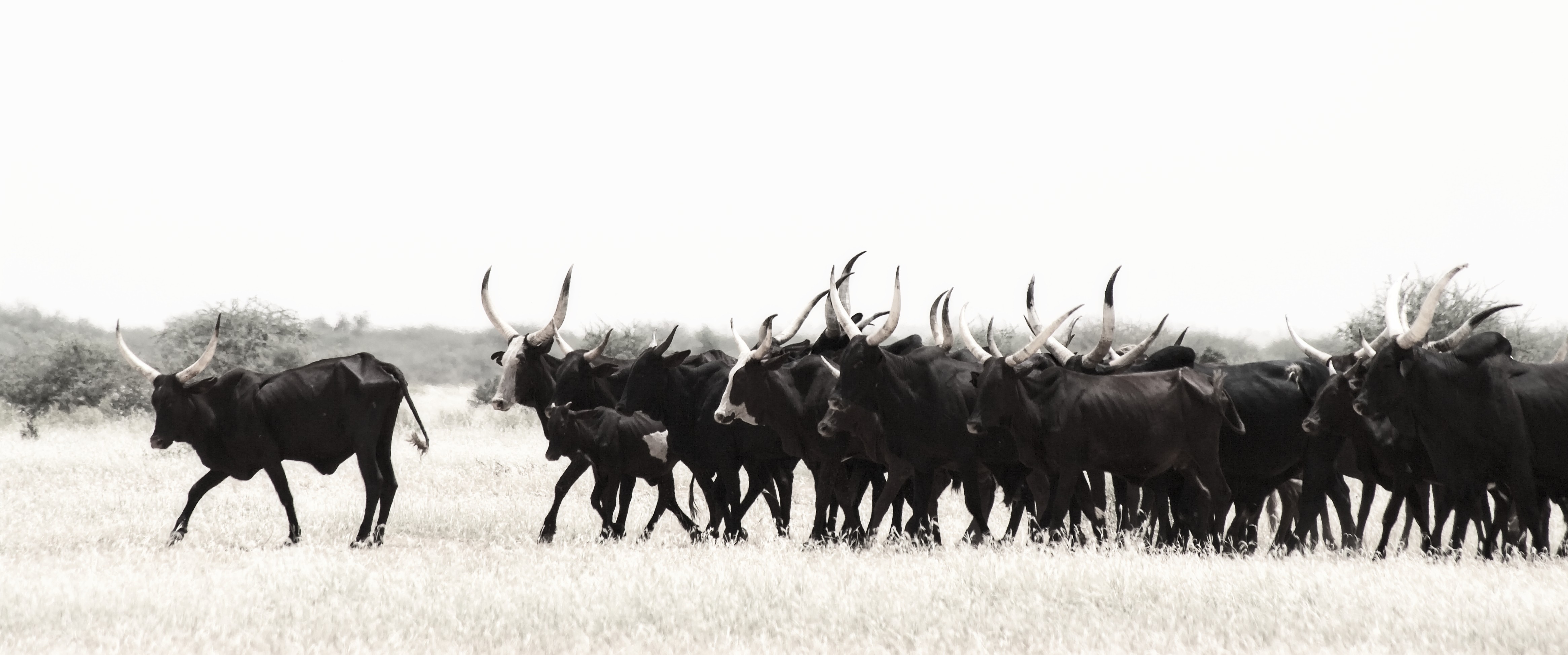 Wodabees’ Guérewol festivity, 2009