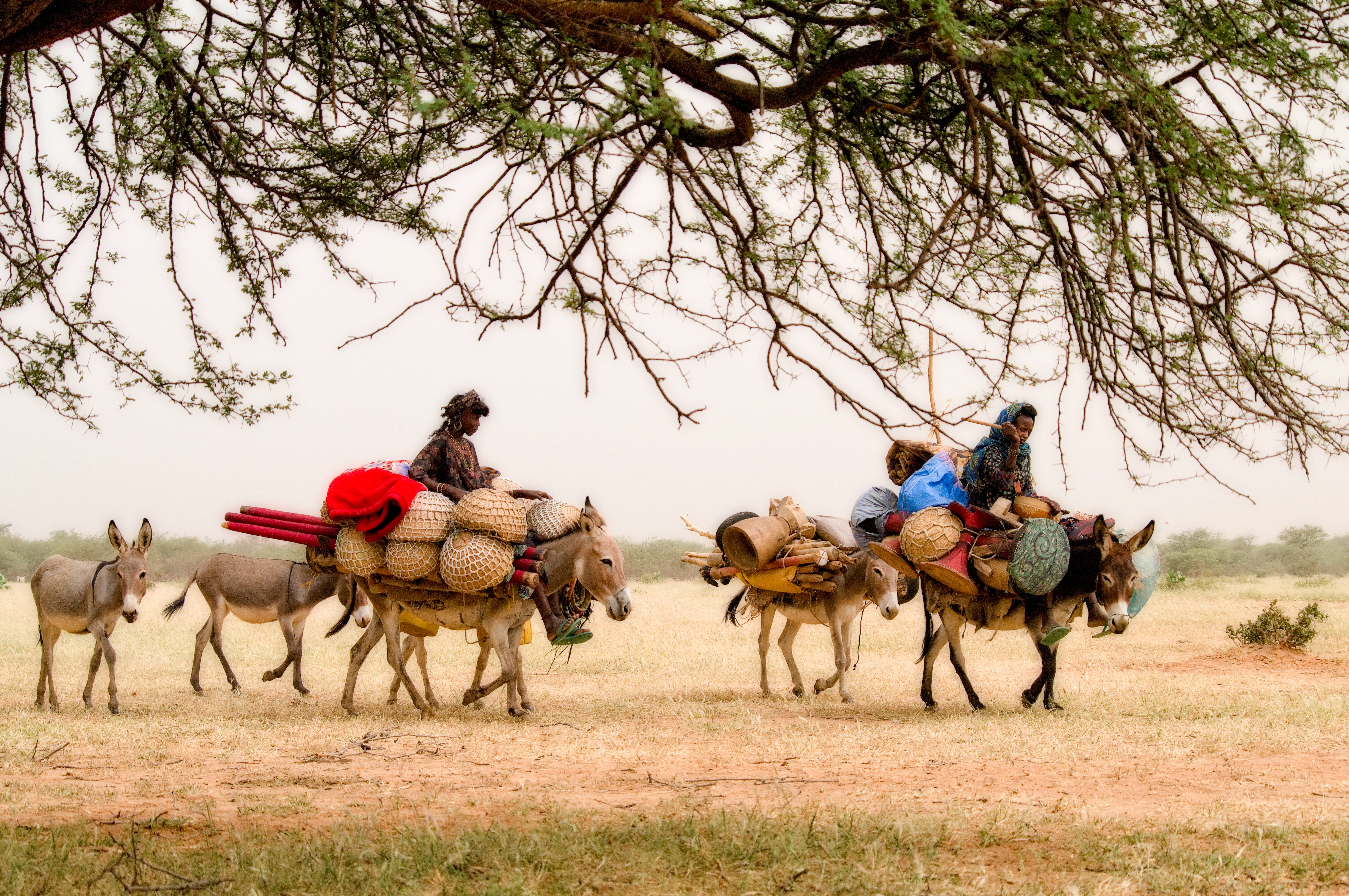 Wodabees’ Guérewol festivity, 2009