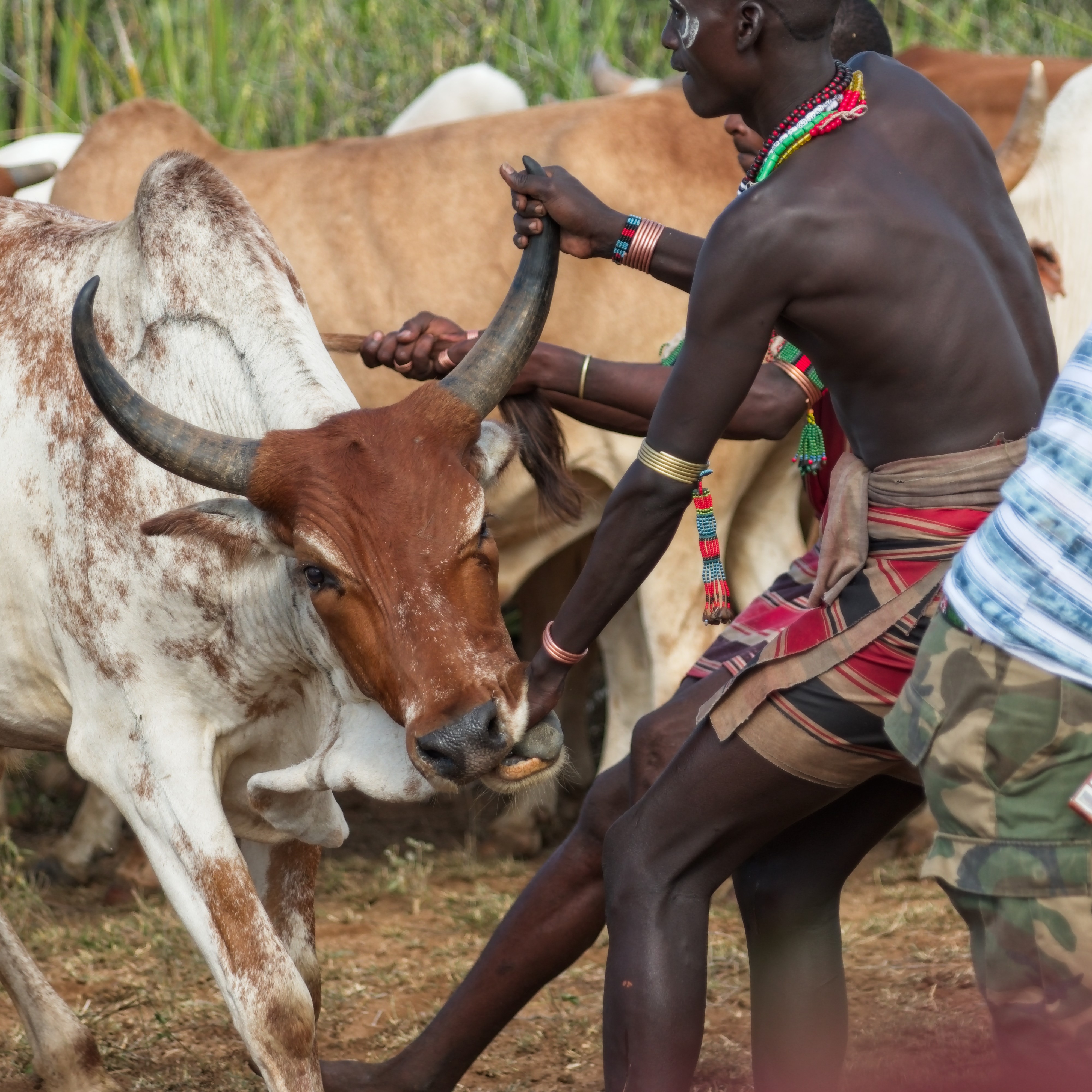 Hamar initiation ritual