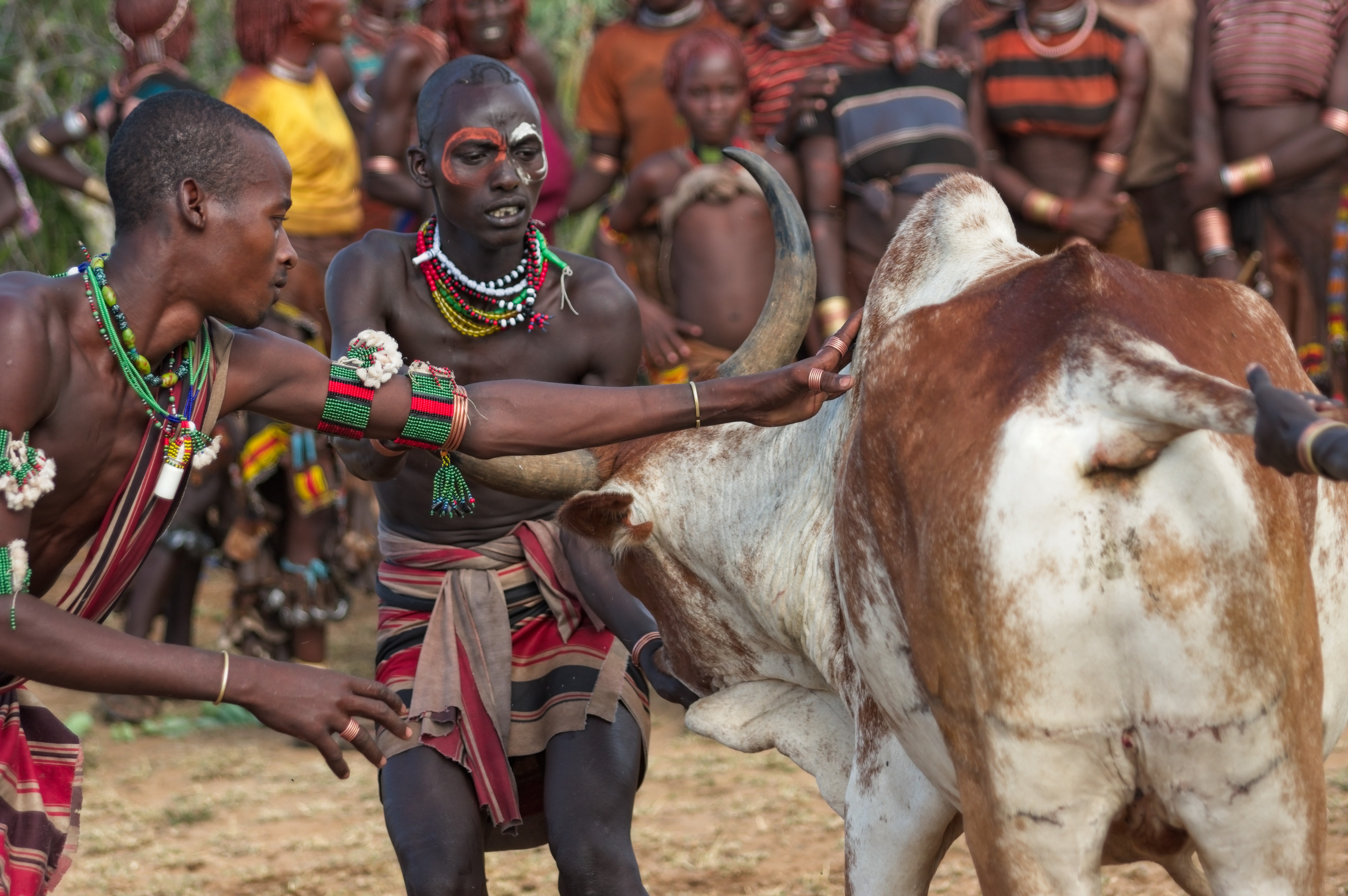 Hamar initiation ritual