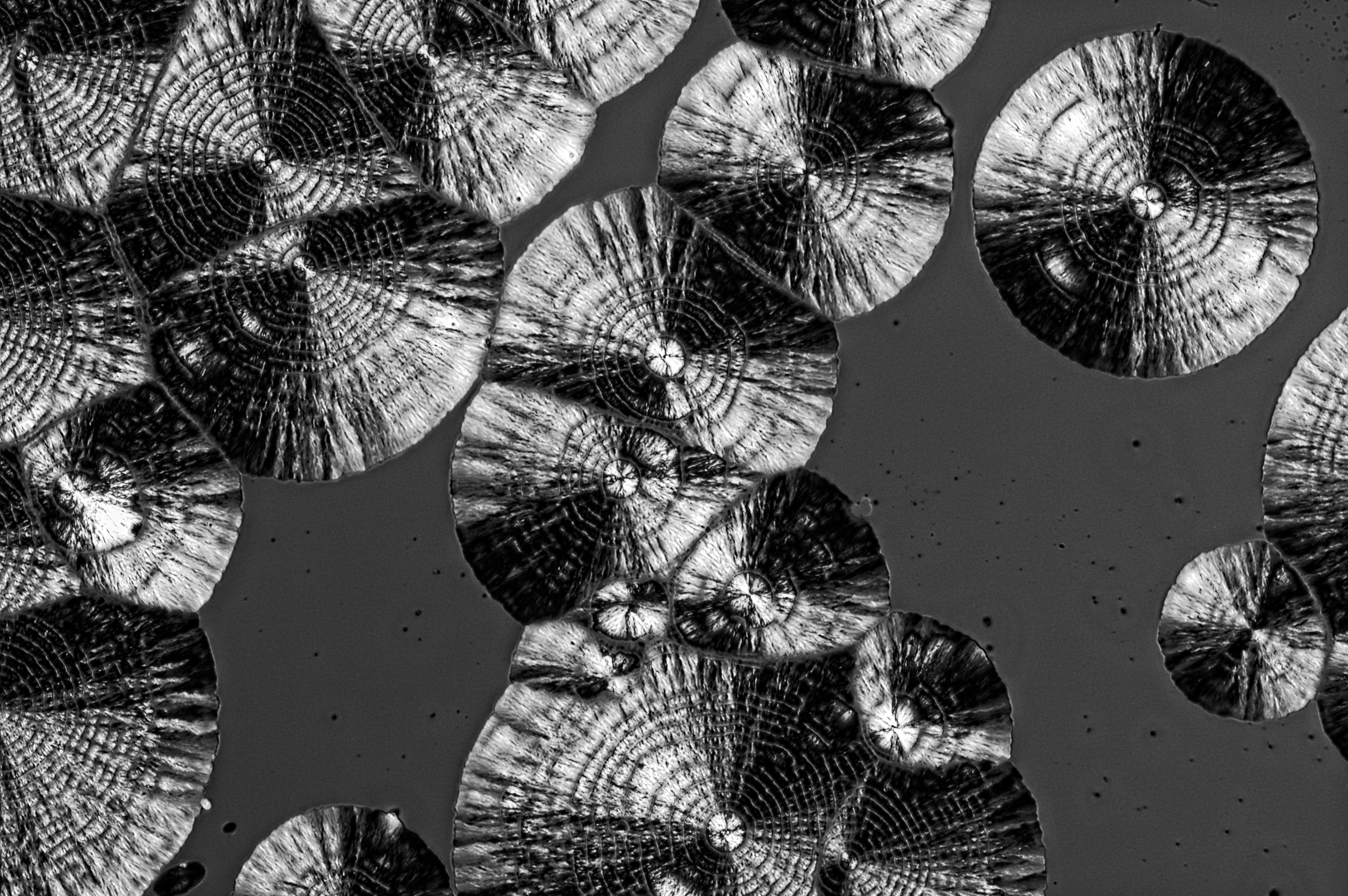 5-amino-1-naphthalenesulfonic acid from 10-% ammonia solution, field of view = 1.3x0.8 mm