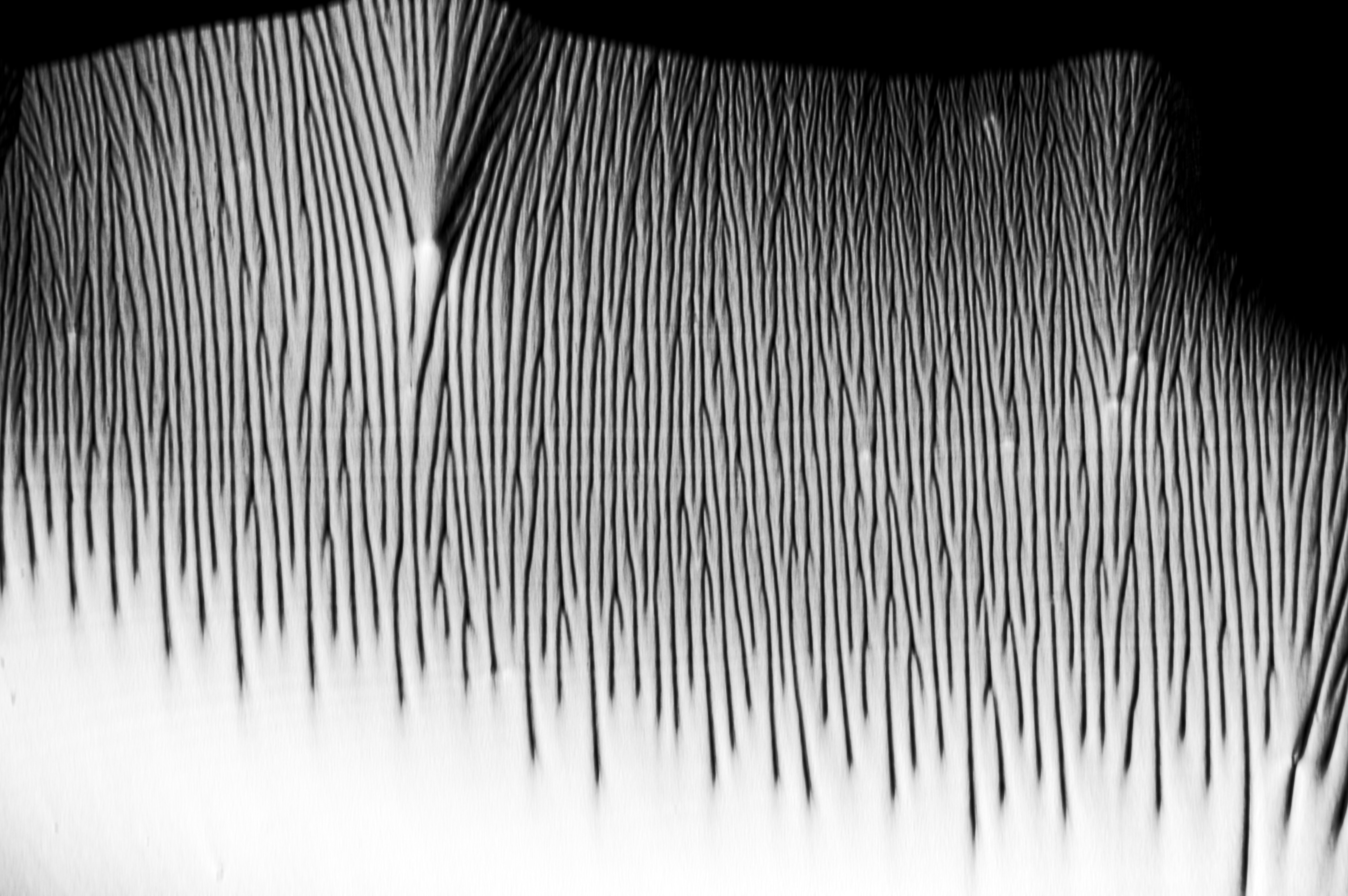 ascorbic acid from 2-propanol, field of view = 0.4x0.26 mm