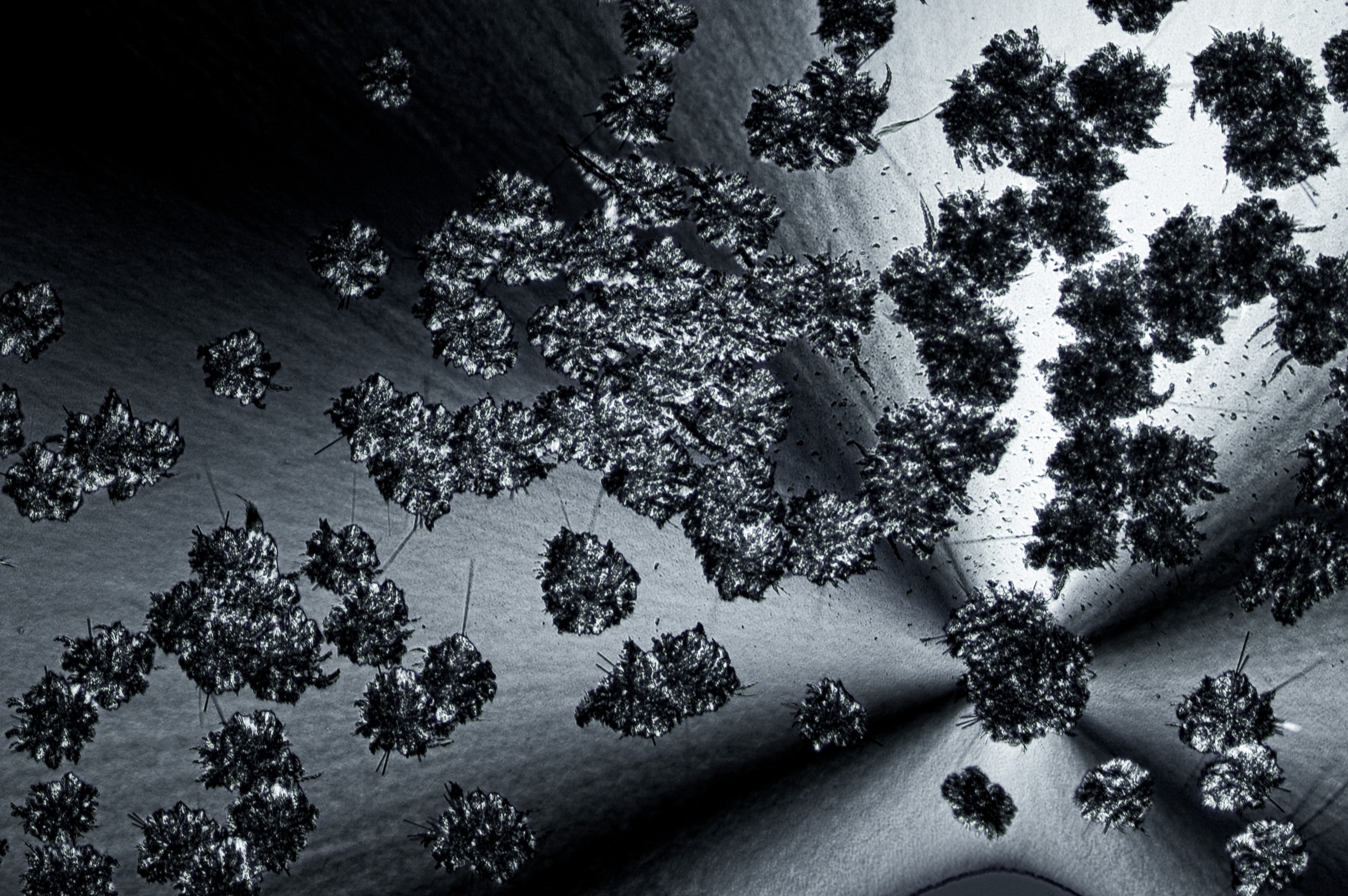 menthol from ethanol, field of view = 1.3x0.8 mm