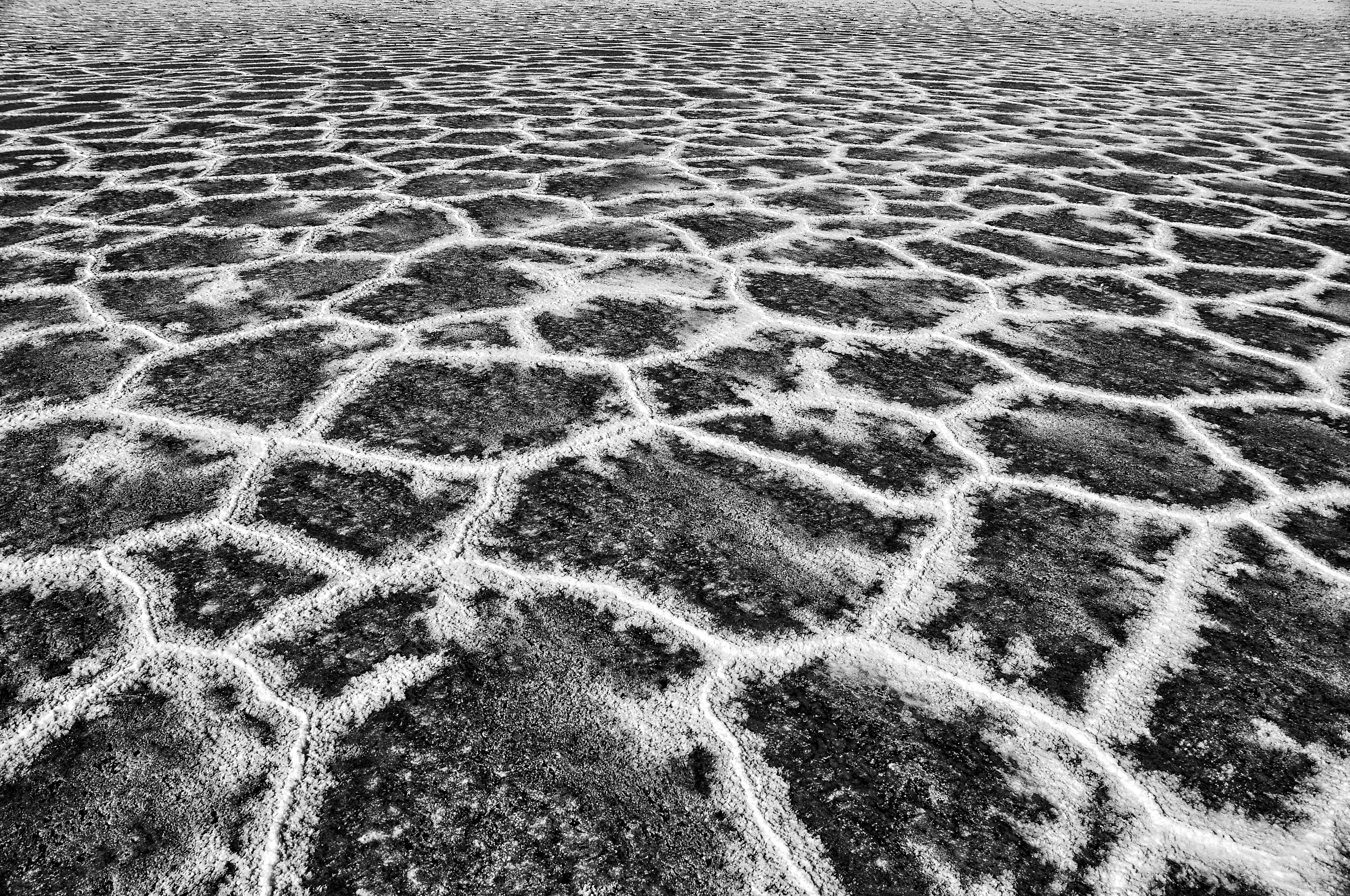 recently dried Danakil depression after rainfall, Ethiopia