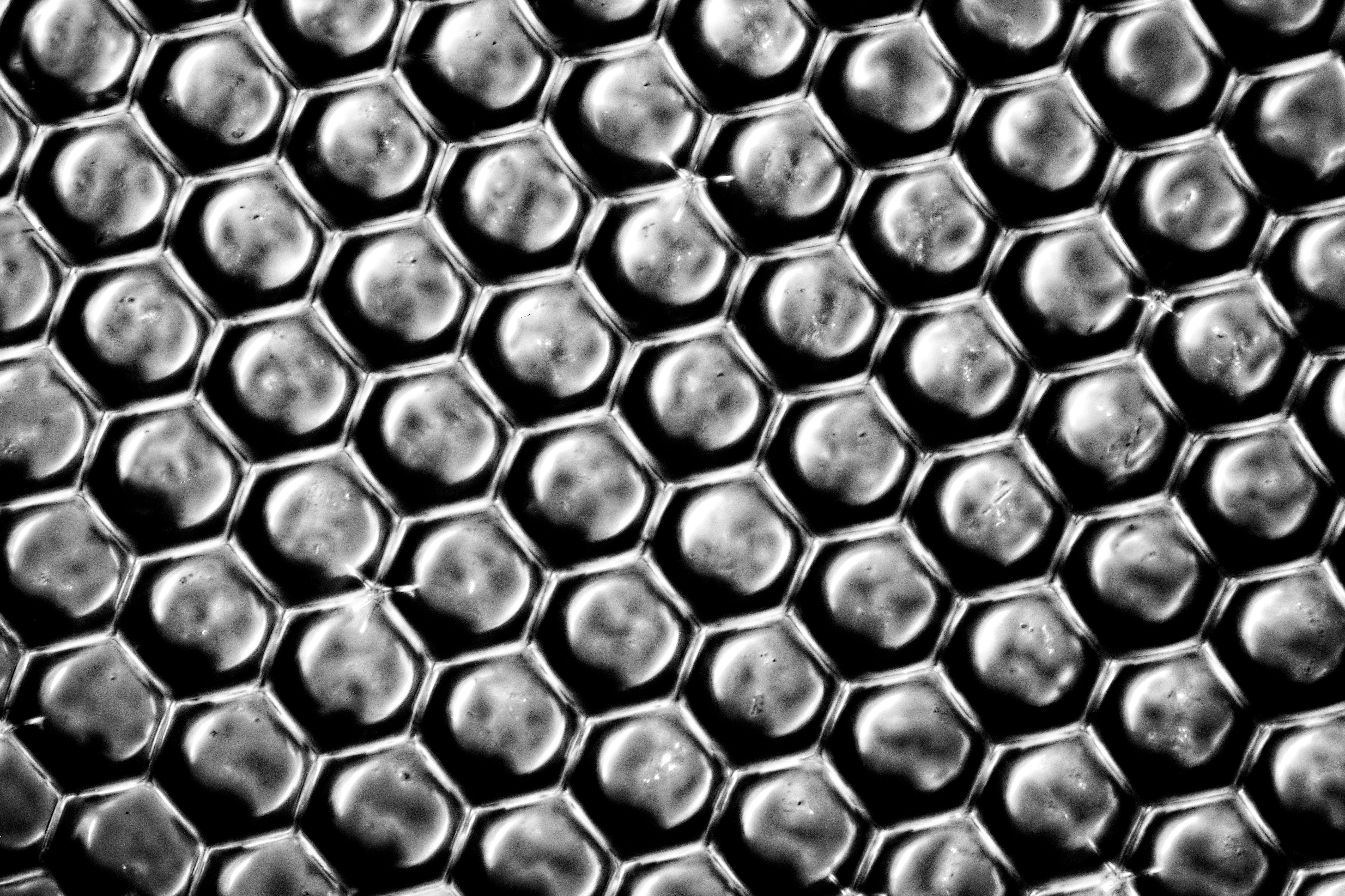 compound eye of calliphora vomitoria, field of view = 0.3x0.2 mm