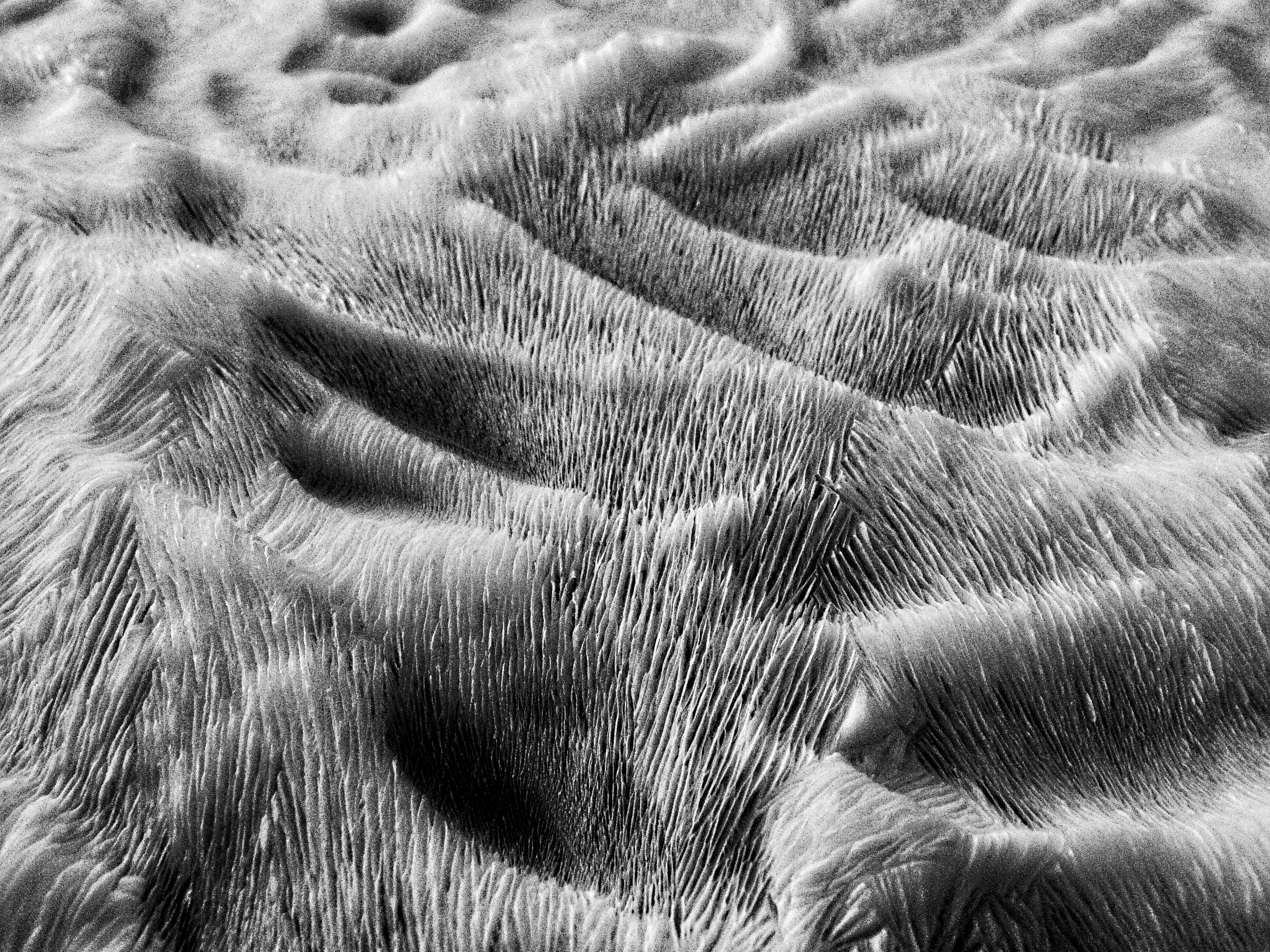 exfoliated α-zirconium phosphate dispersion after freeze-drying