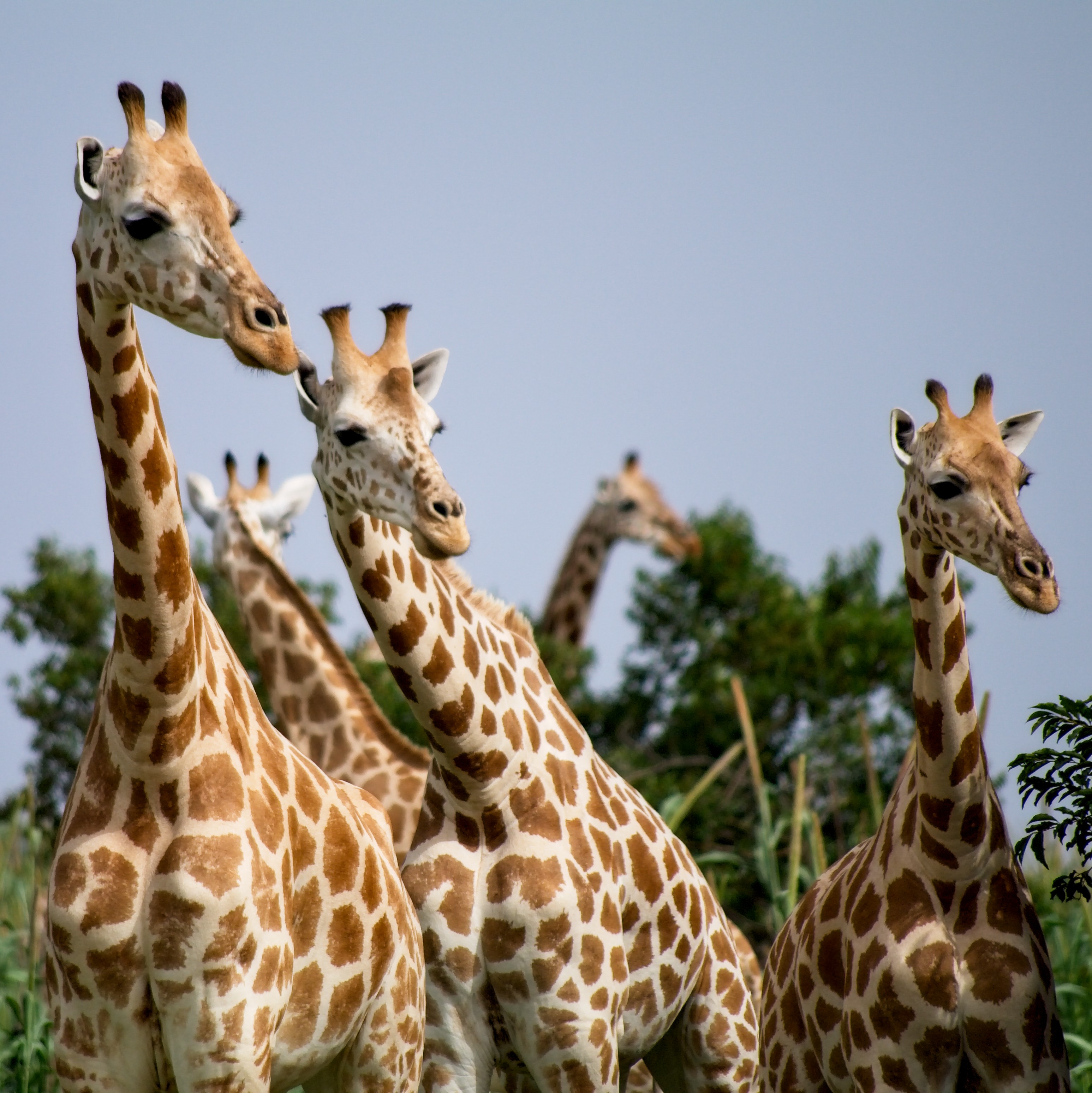 some of the last 400 in the Parc W du Niger