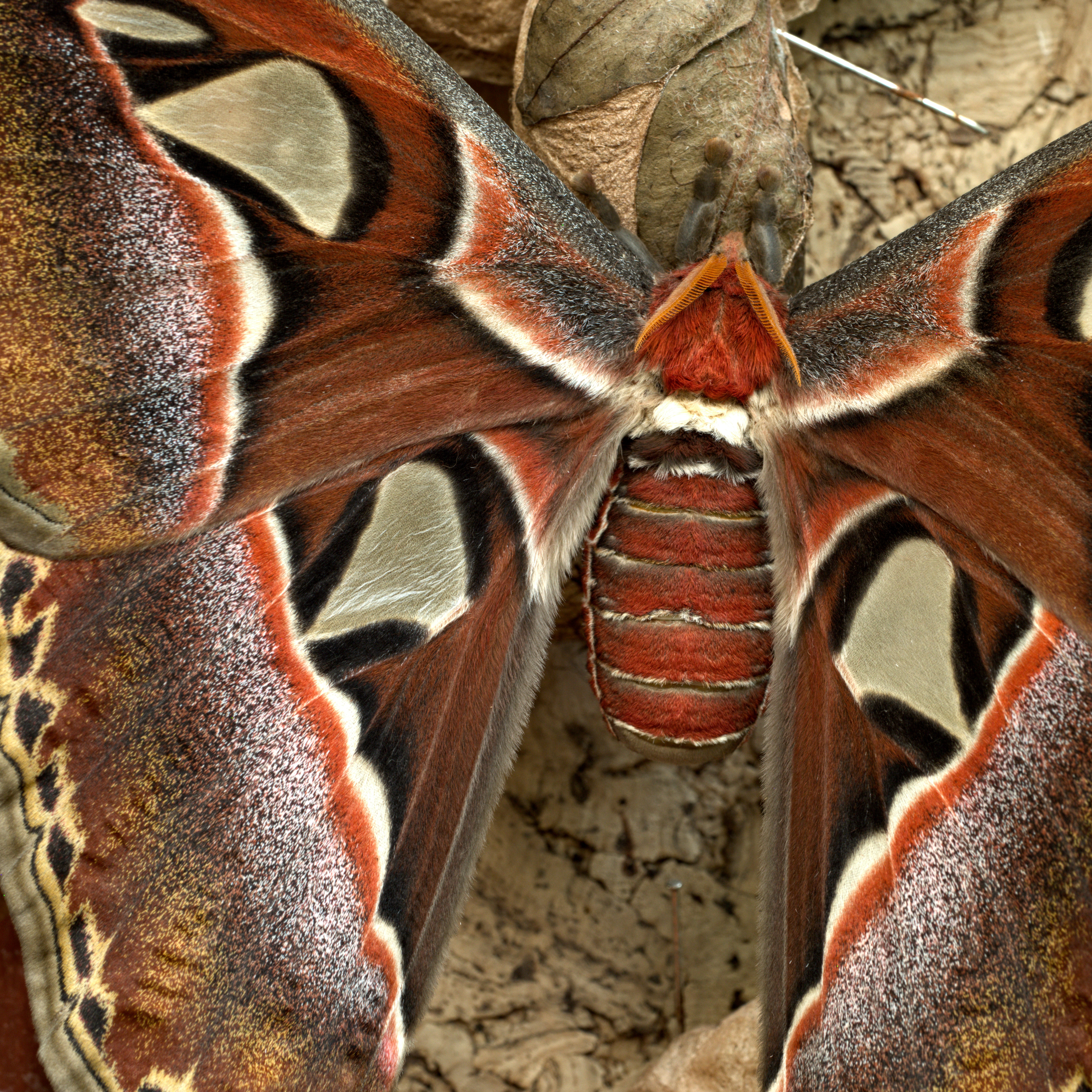 male attacus atlas, Sayn, Germany