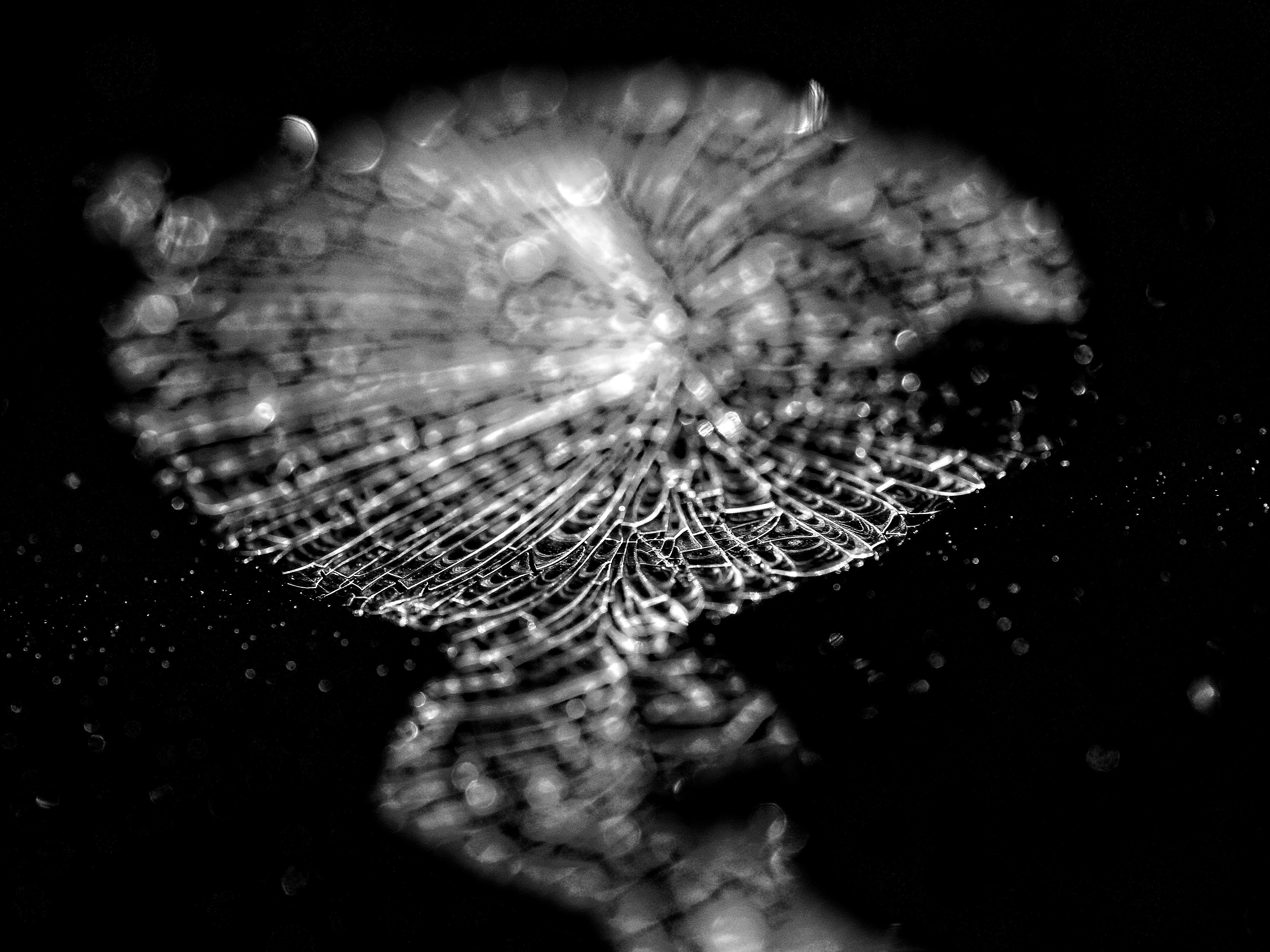 dried spilled egg protein