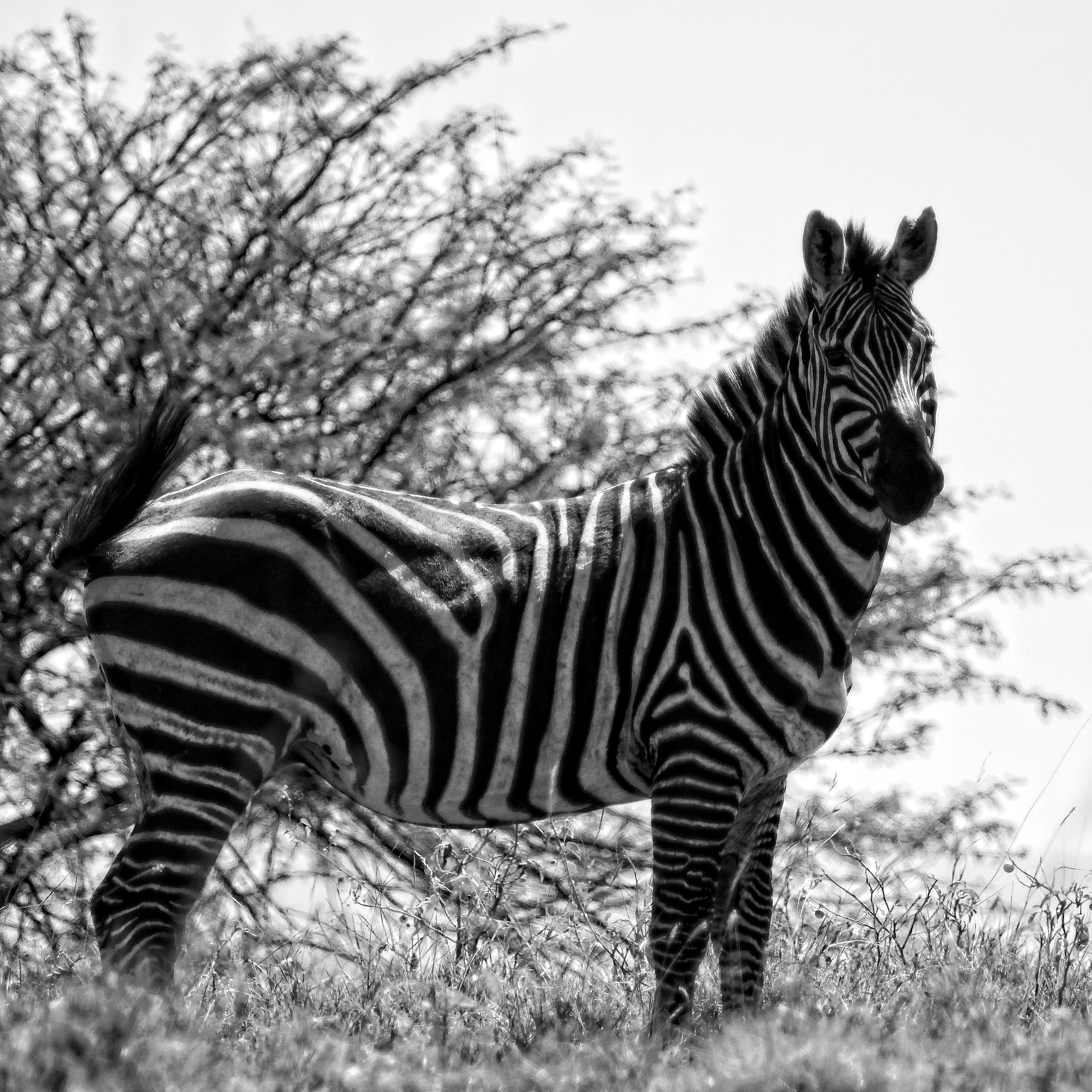 encounter in Netchesar National Park, Arba Minch, Ethiopia