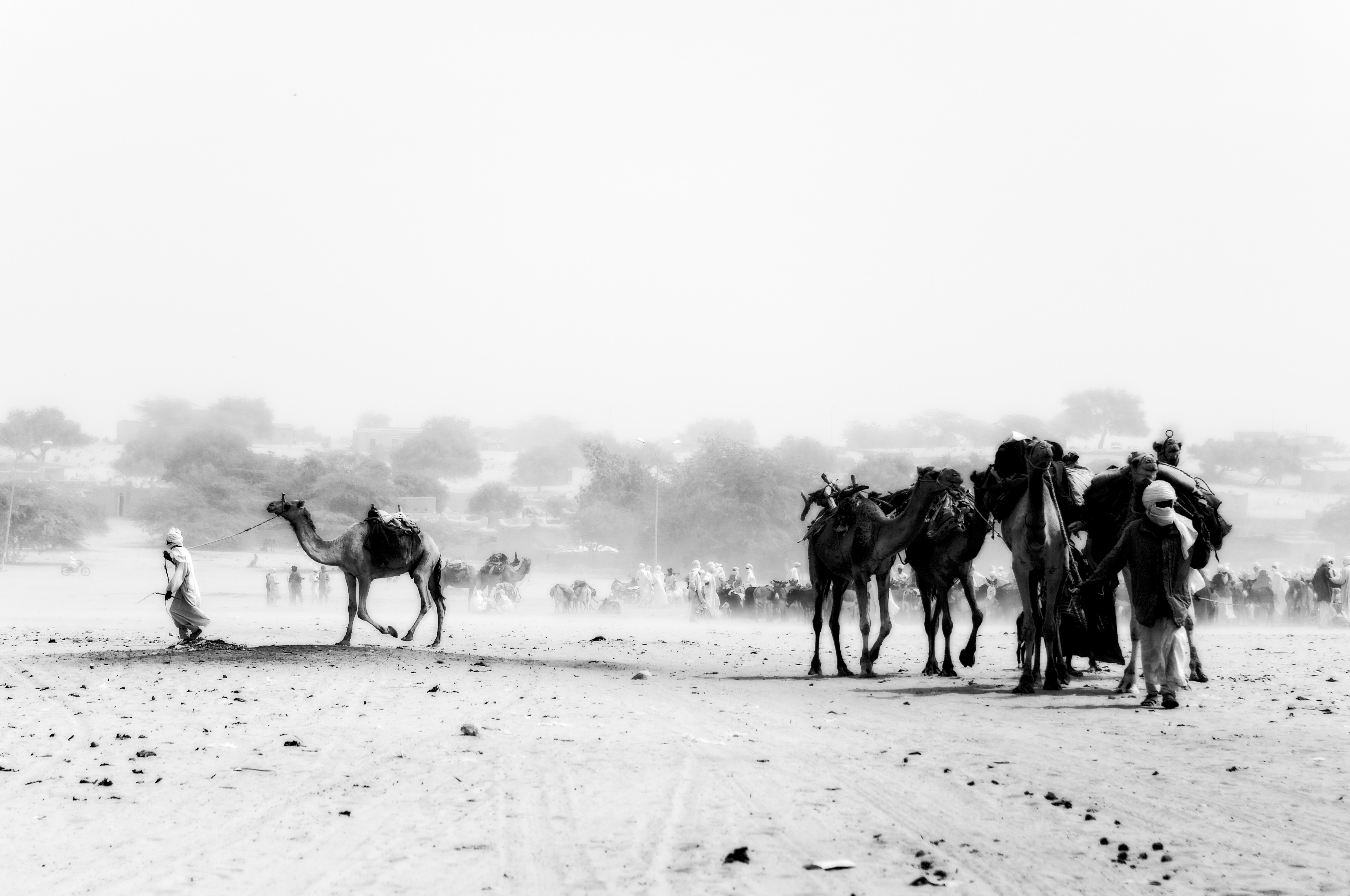 pastoralism and salt caravans in the Ennedi maasif and the central Chadian plains