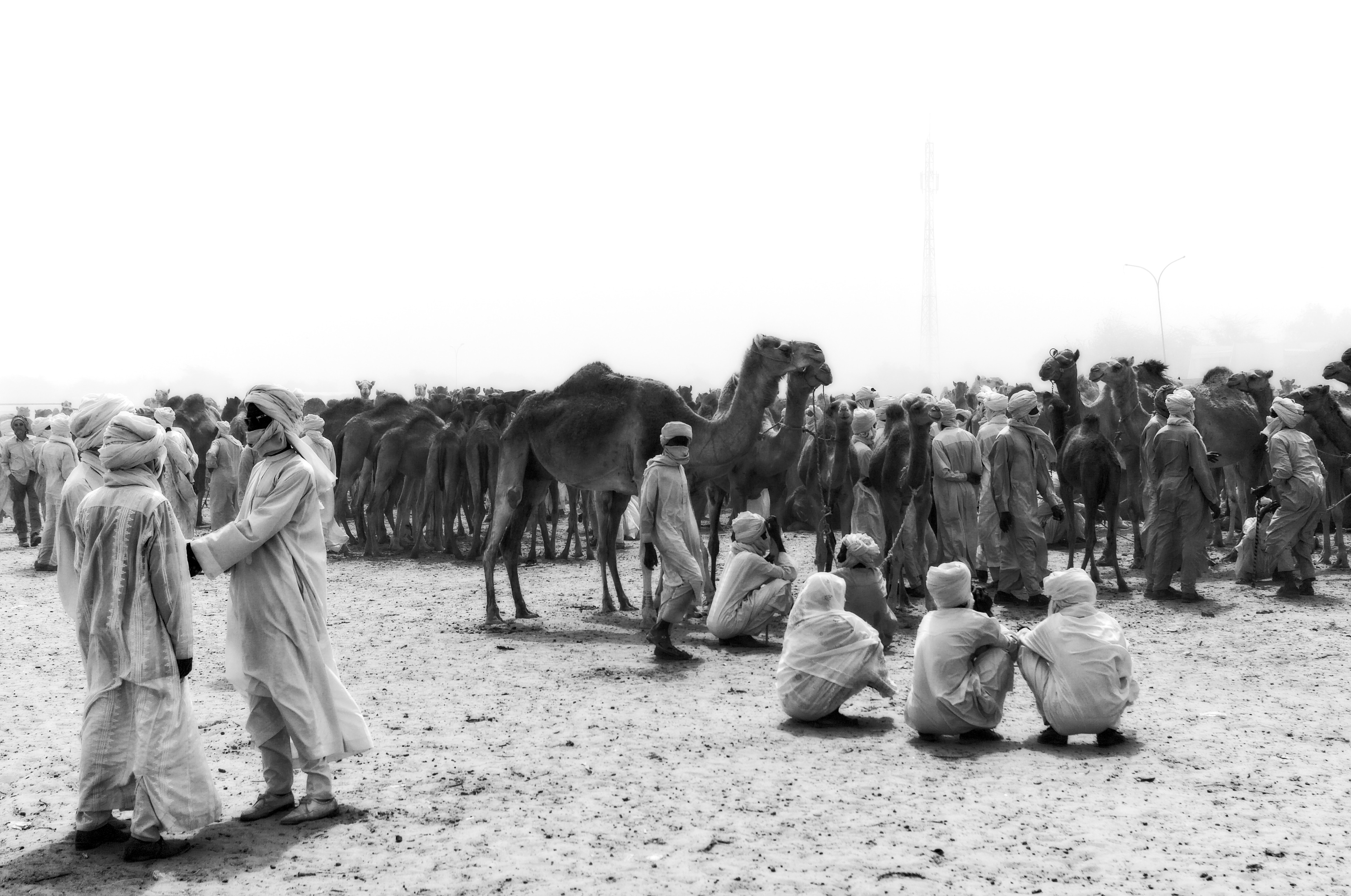 pastoralism and salt caravans in the Ennedi maasif and the central Chadian plains