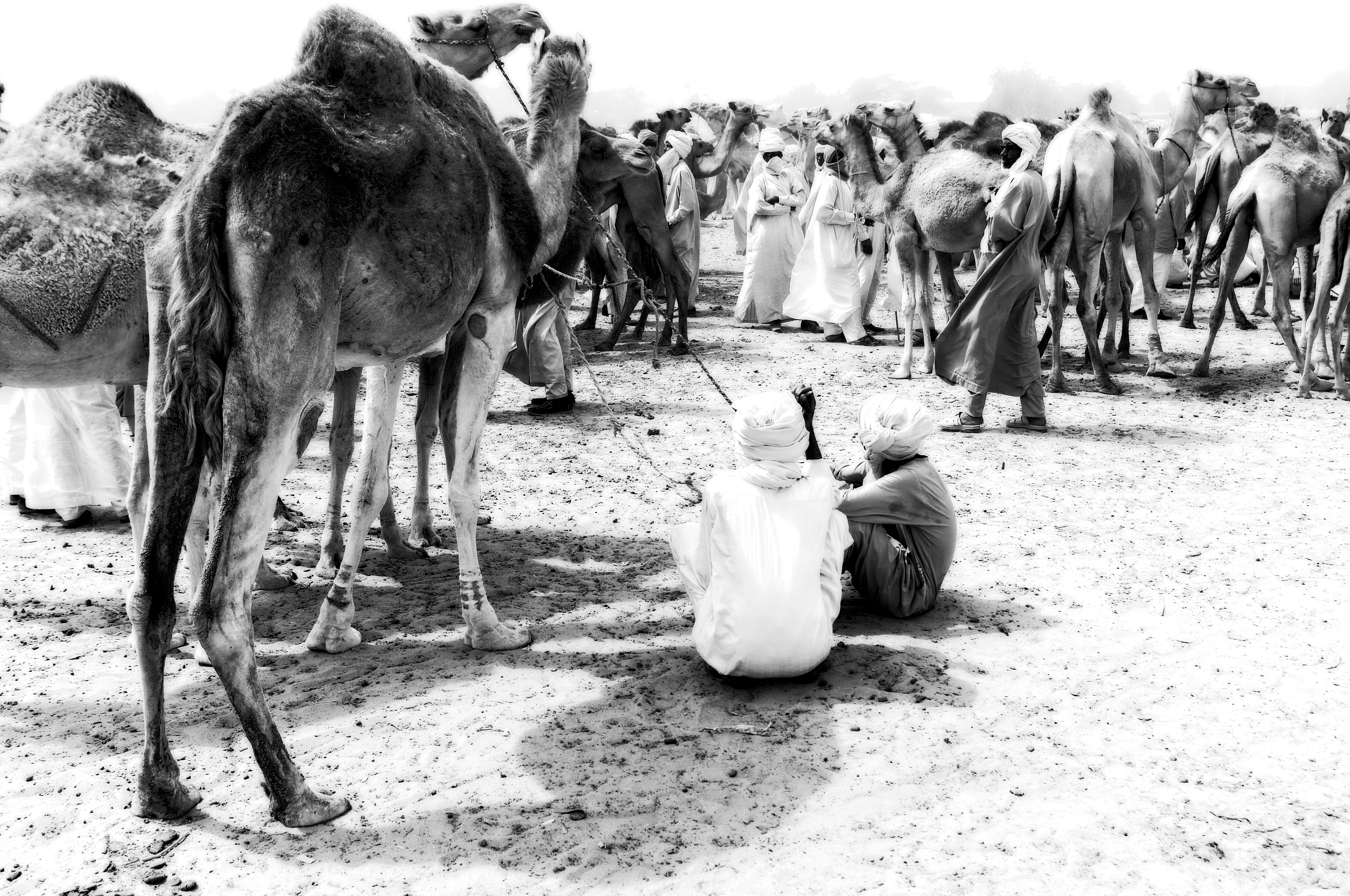 pastoralism and salt caravans in the Ennedi maasif and the central Chadian plains