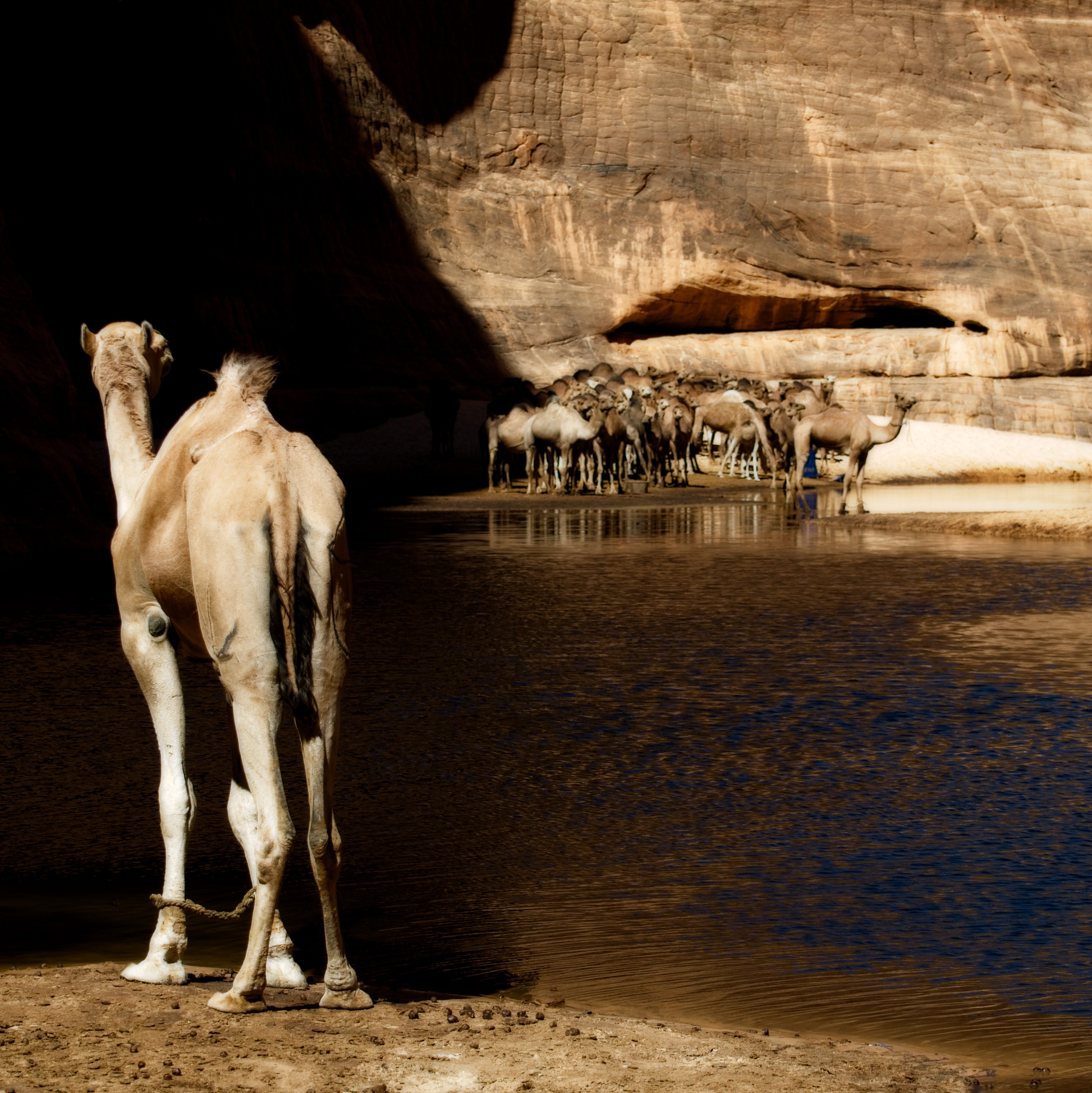 pastoralism and salt caravans in the Ennedi maasif and the central Chadian plains