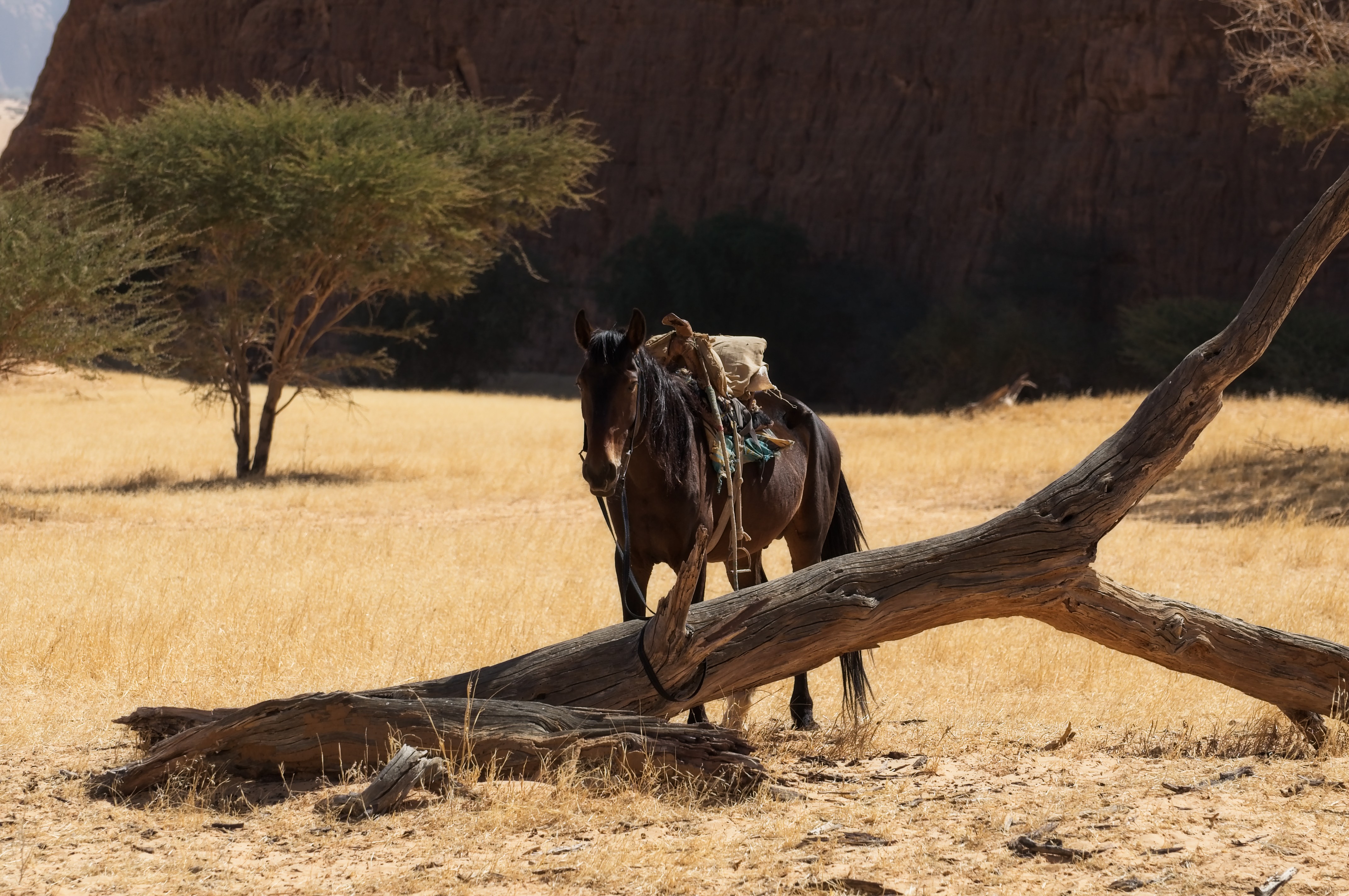 pastoralism and salt caravans in the Ennedi maasif and the central Chadian plains