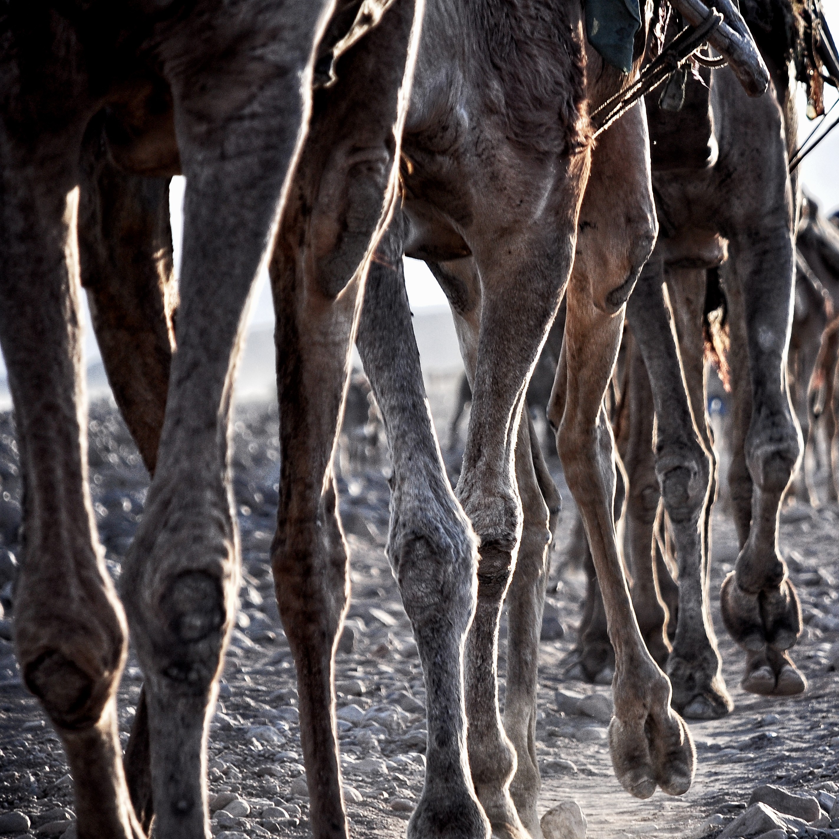 salt winning at the lake Karum (Assale) in the Danakil depression (-123m msl)