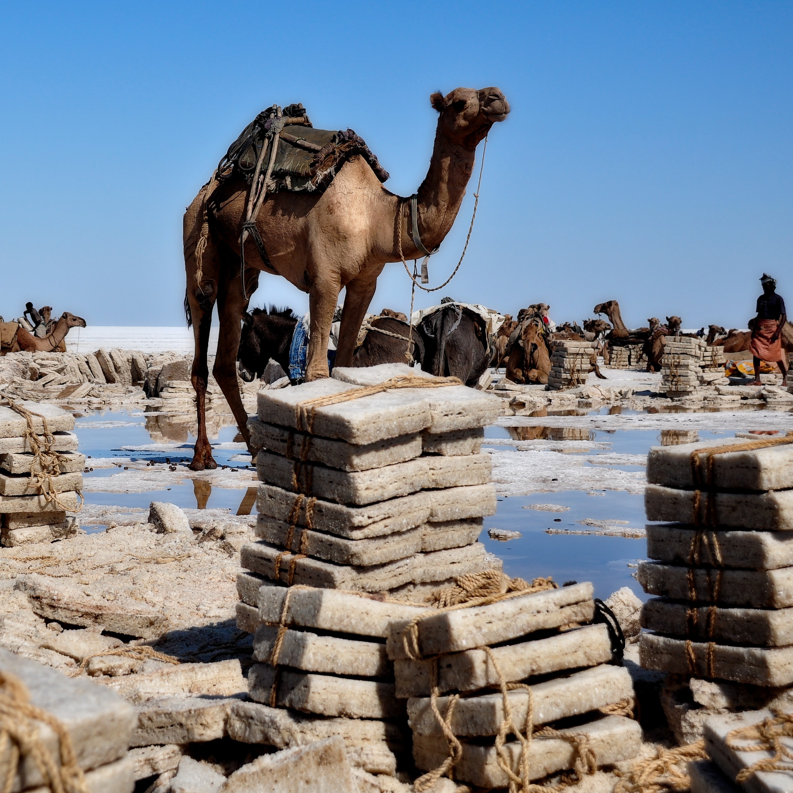 salt winning at the lake Karum (Assale) in the Danakil depression (-123m msl)