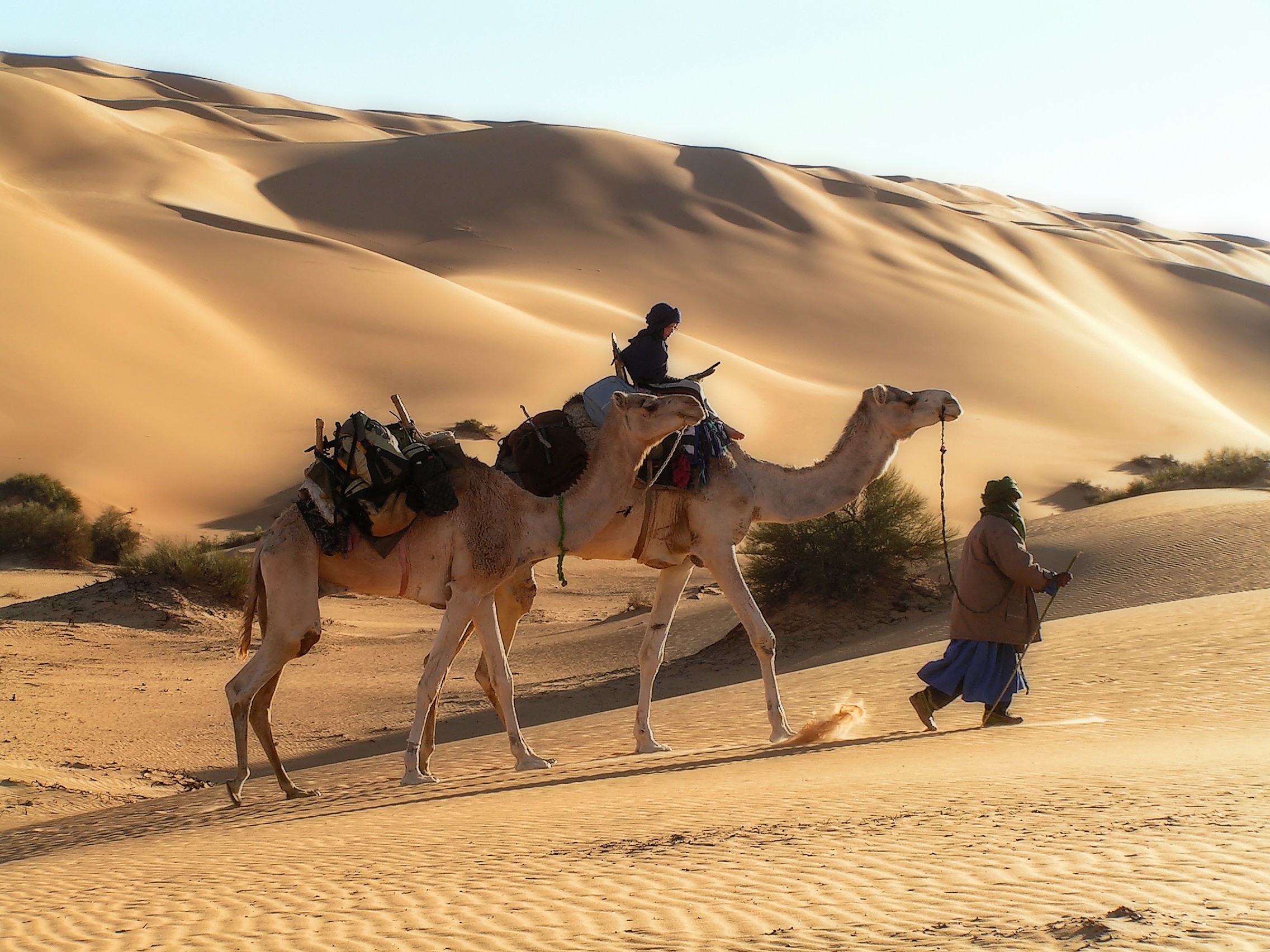 Méharé at the lakes in the Idehan Ubari, Fezzan