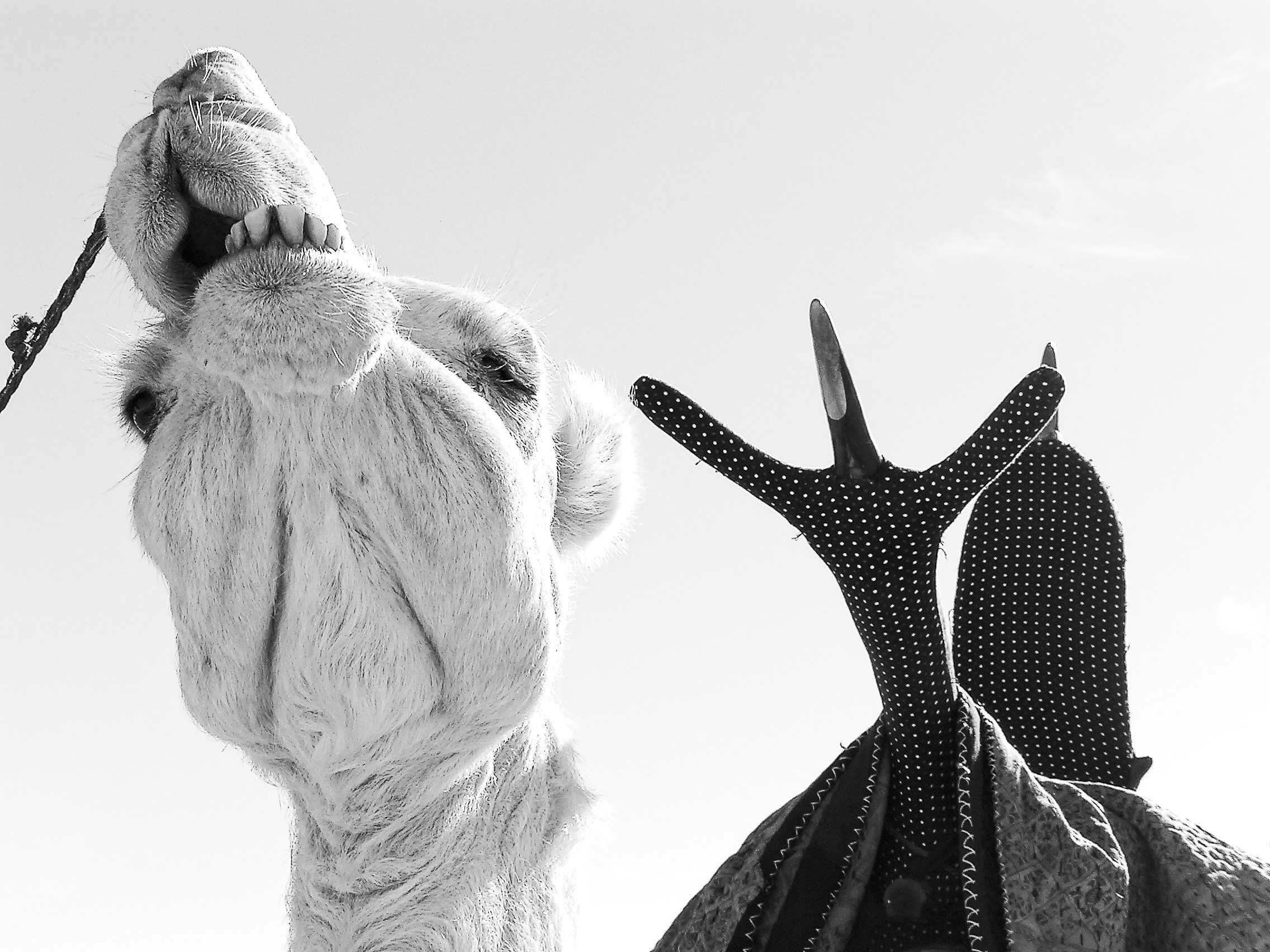 Méharé at the lakes in the Idehan Ubari, Fezzan
