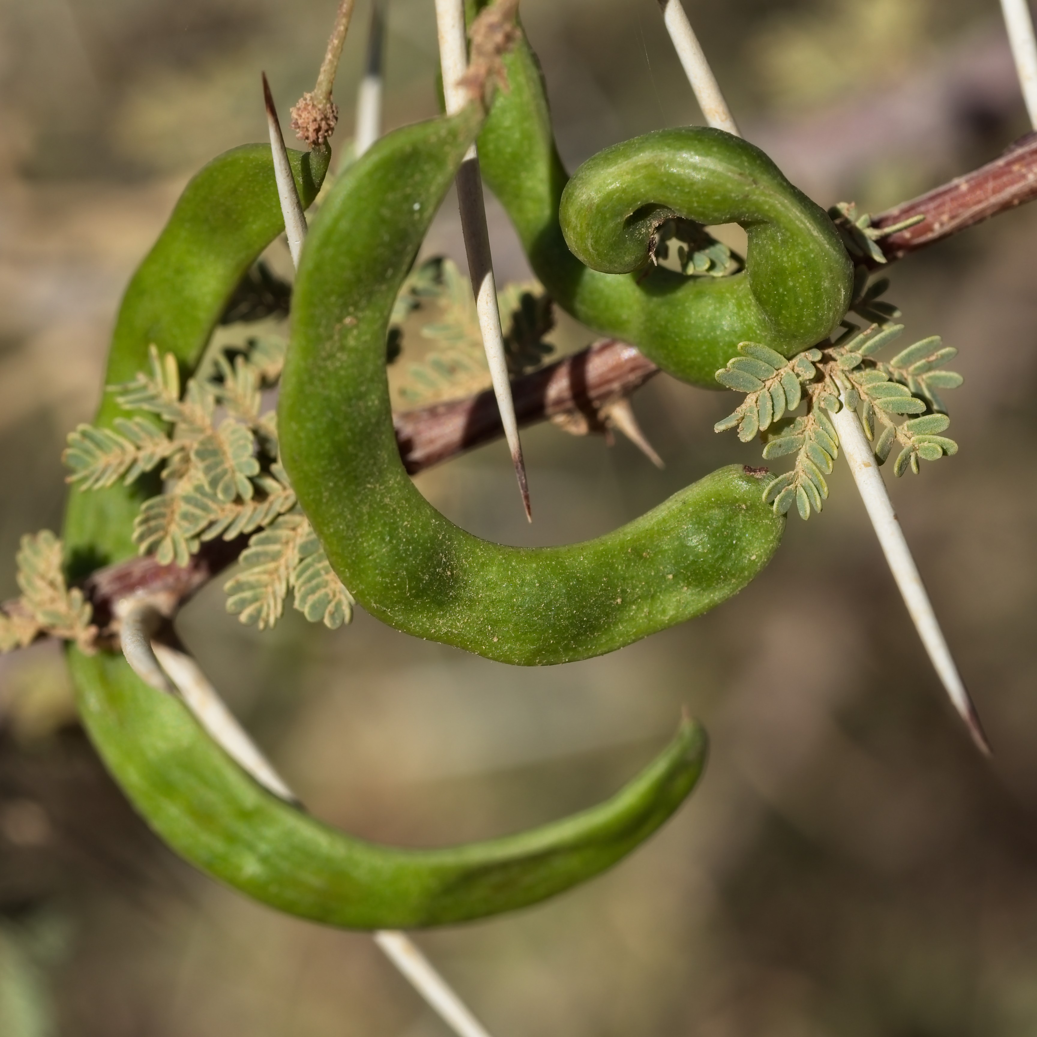 impressions of a trekking in the Adrar region of Mauritania